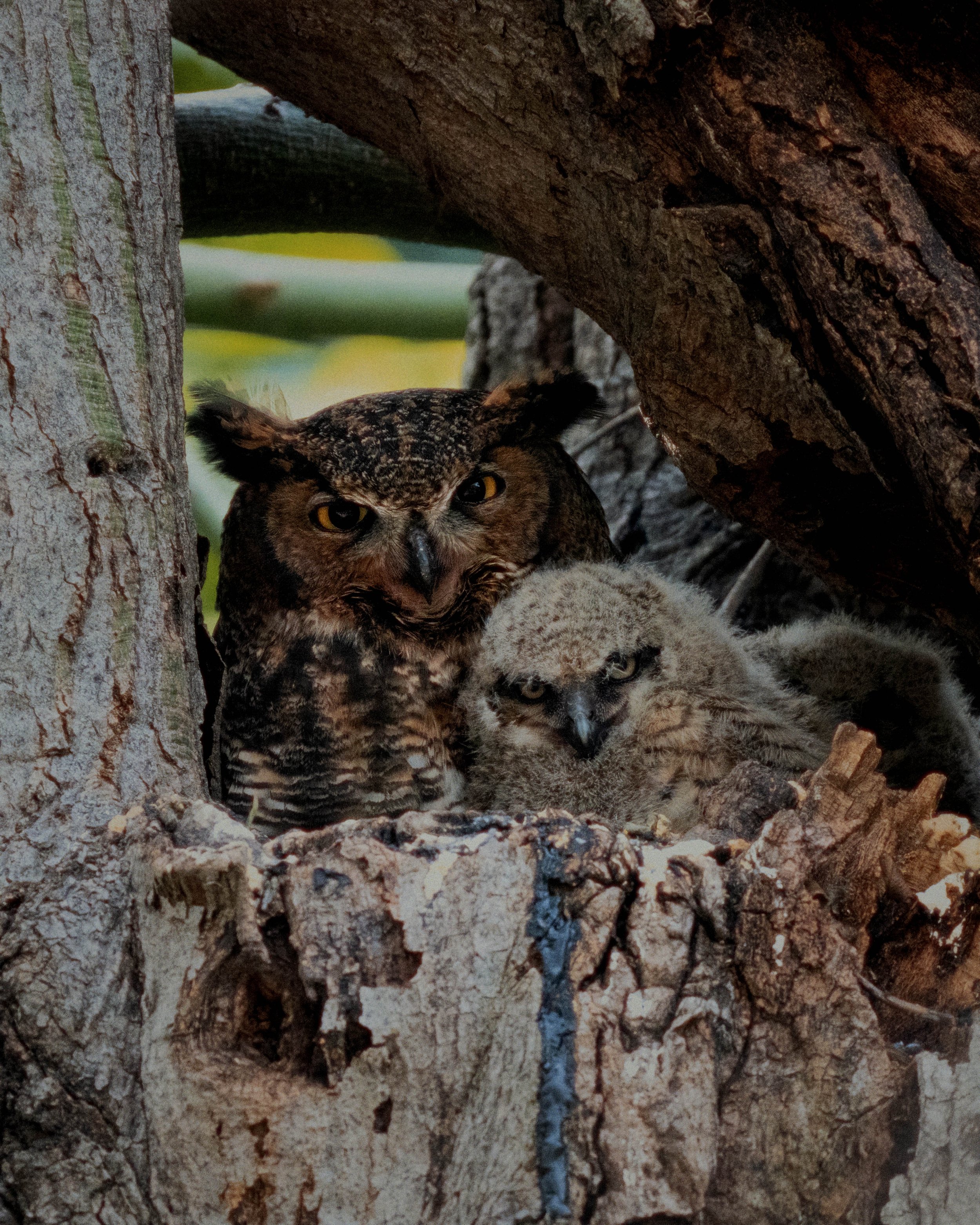 mom&owlet.jpg