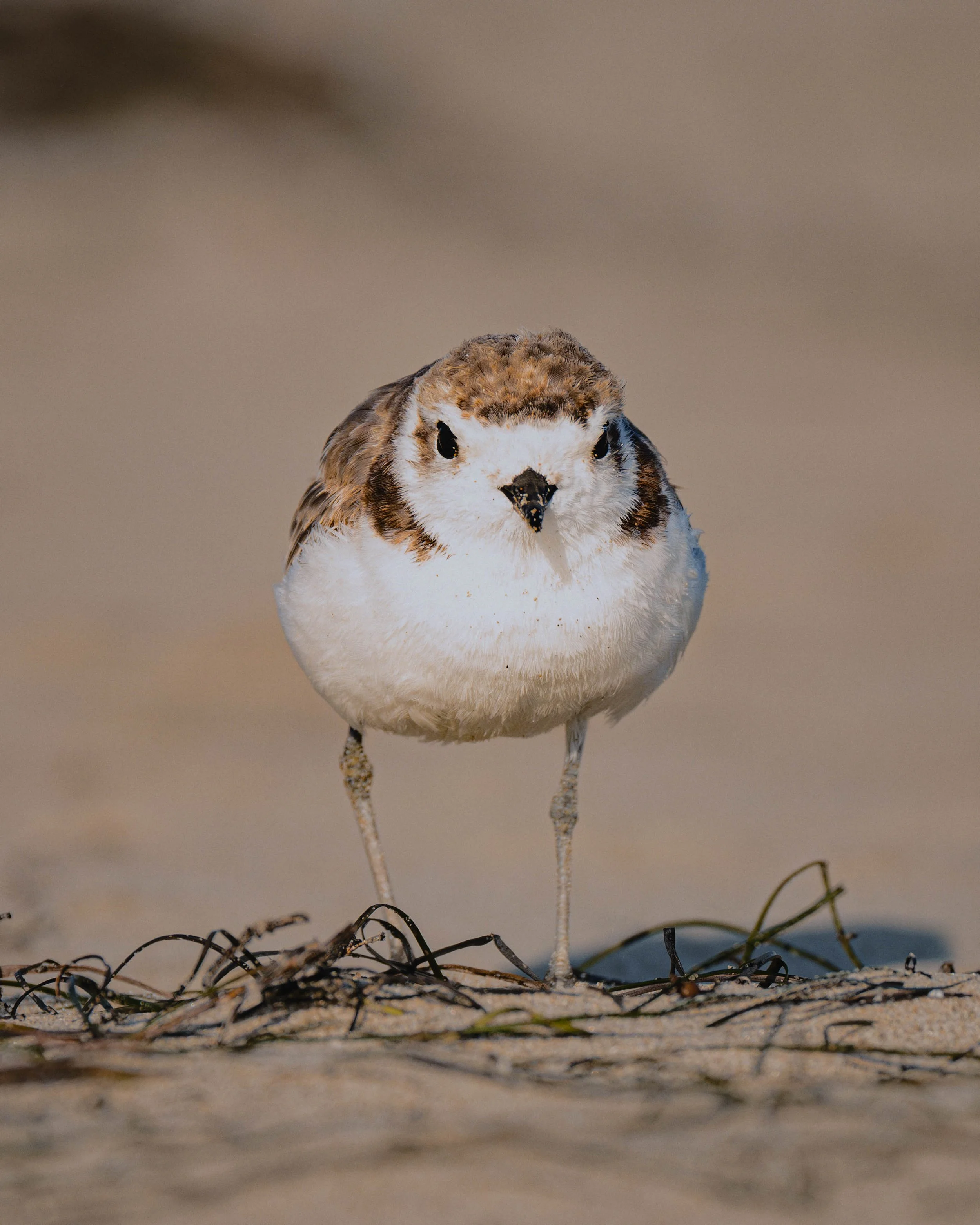 plover4.jpg