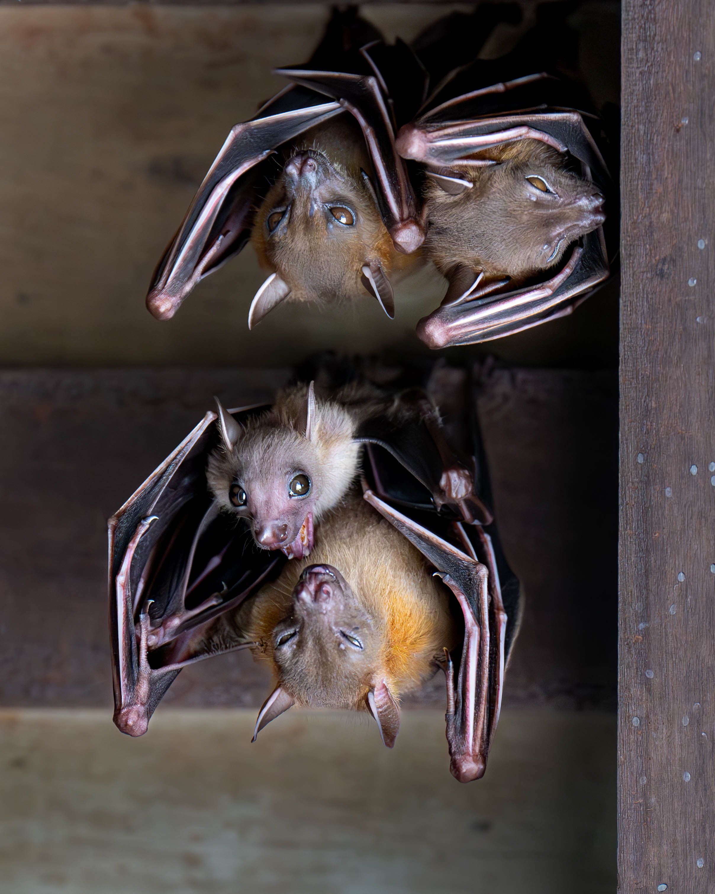 bats.jpg