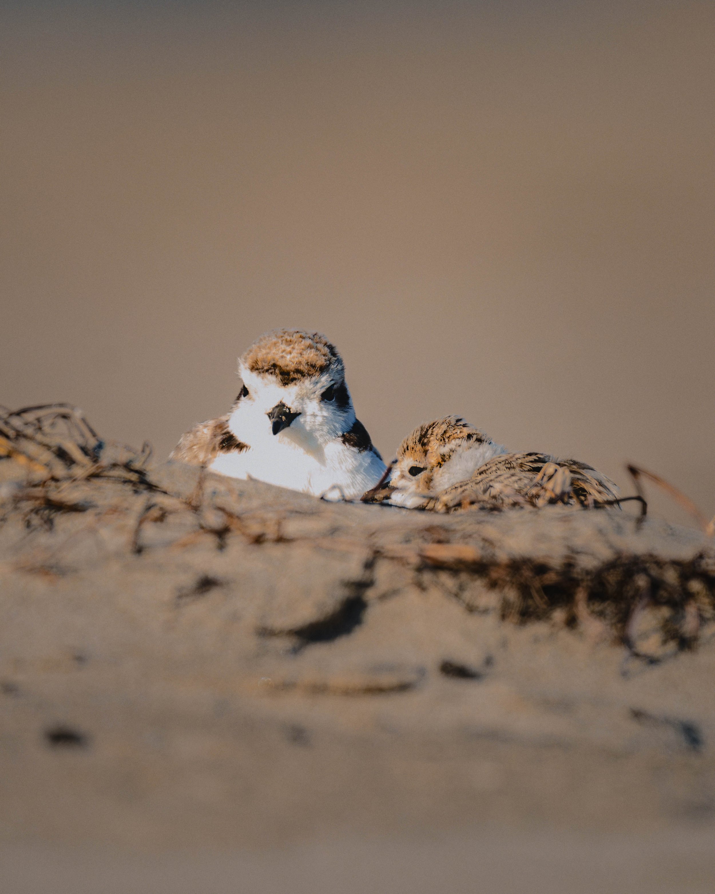 plover2.jpg