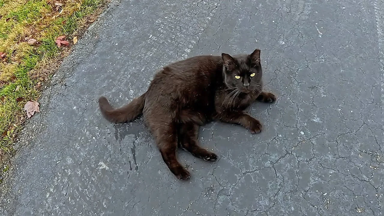 Capturing the Holidays