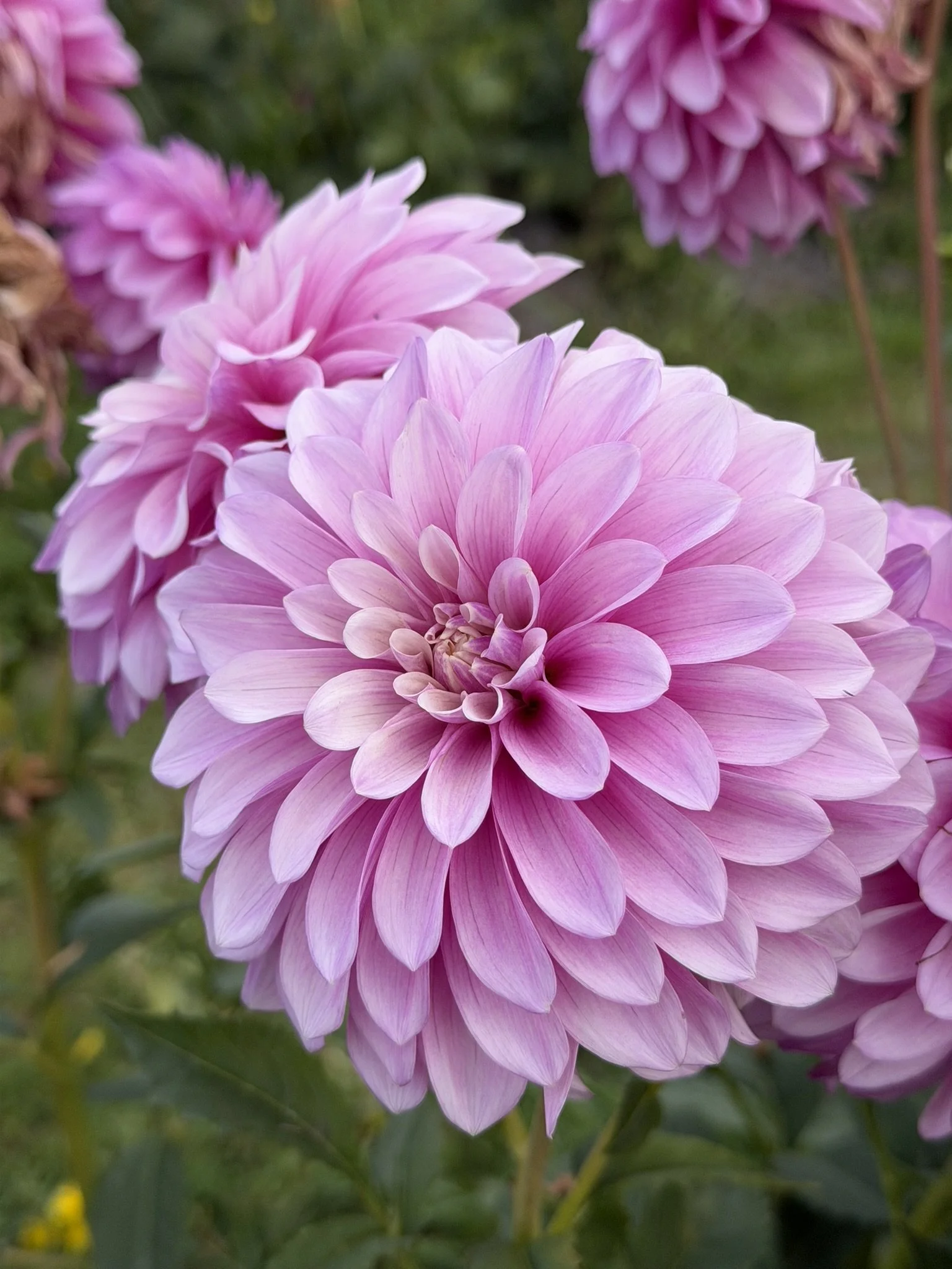 Molly's Delight Dahlia