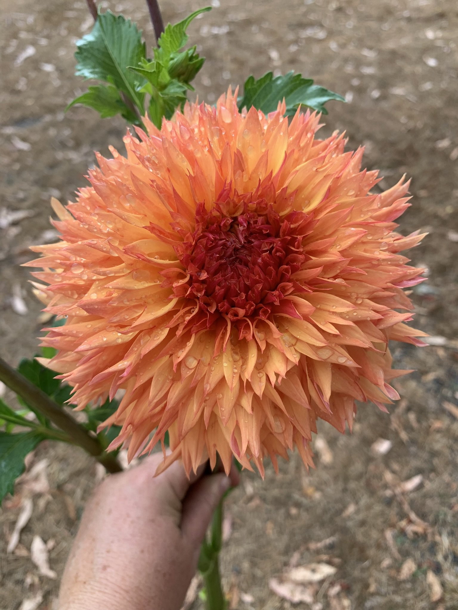 Teddy Bear Dahlia