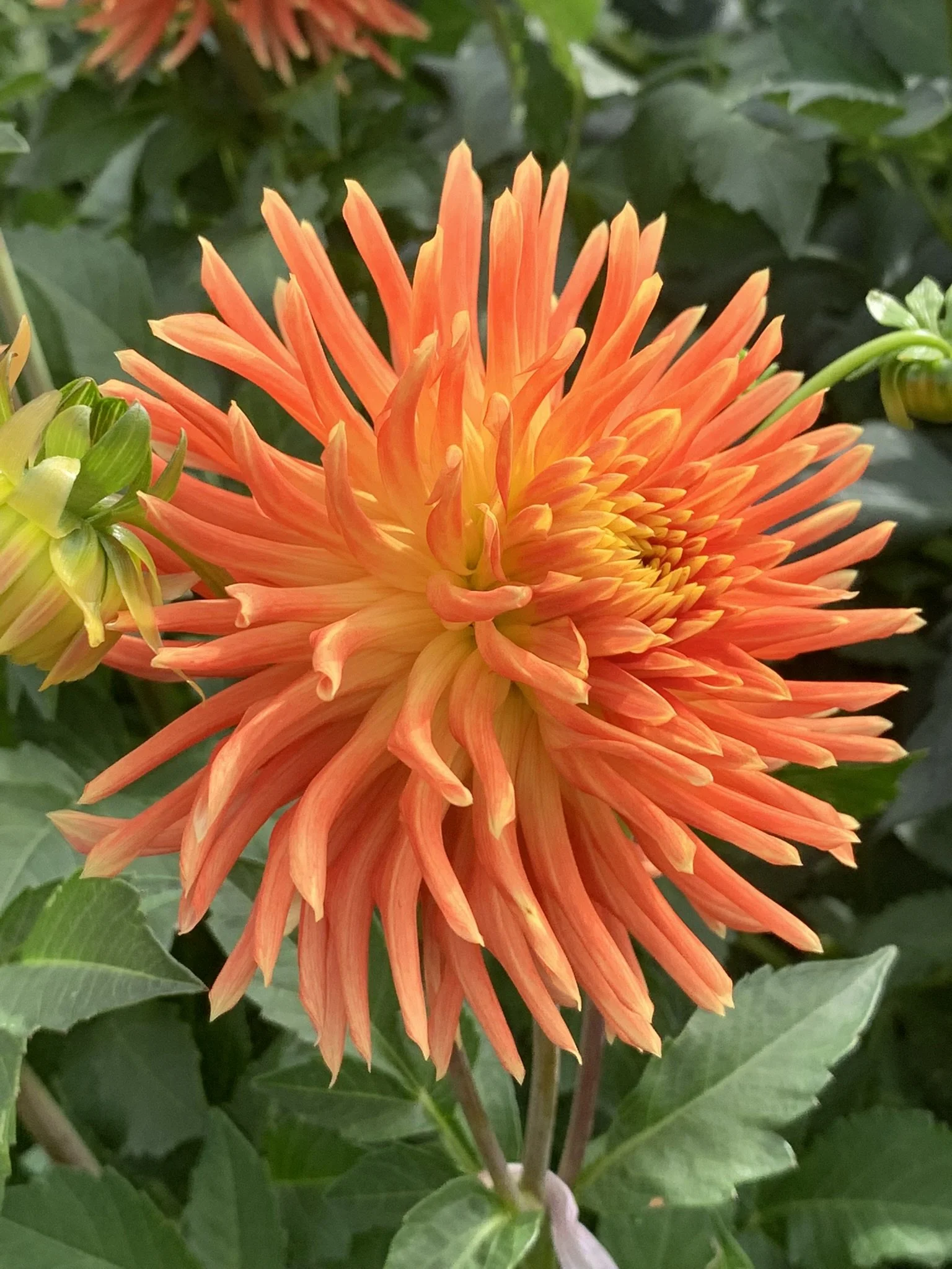 Tuscany Dahlia