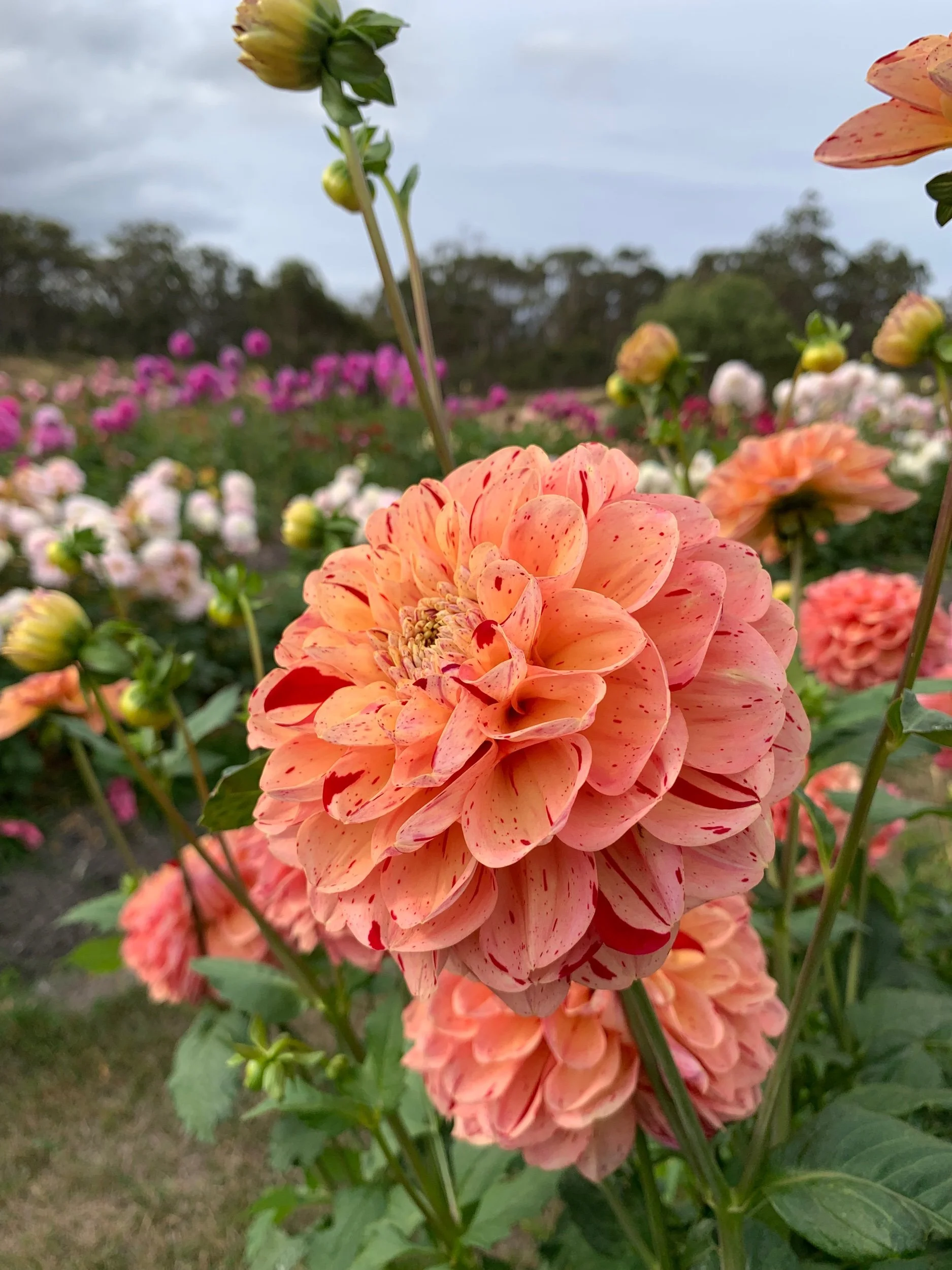 Homicide Dahlia