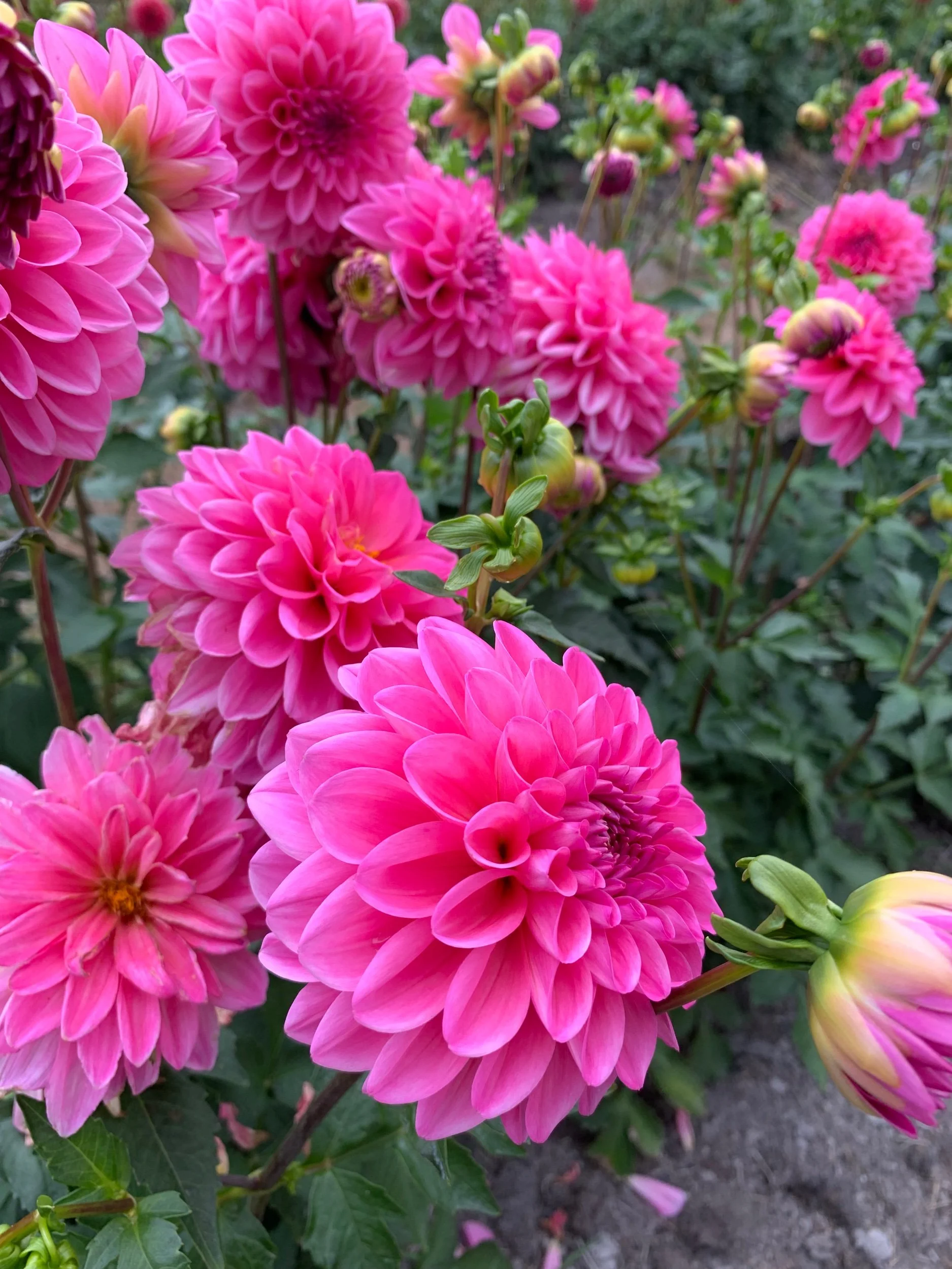Pink Show Dahlia
