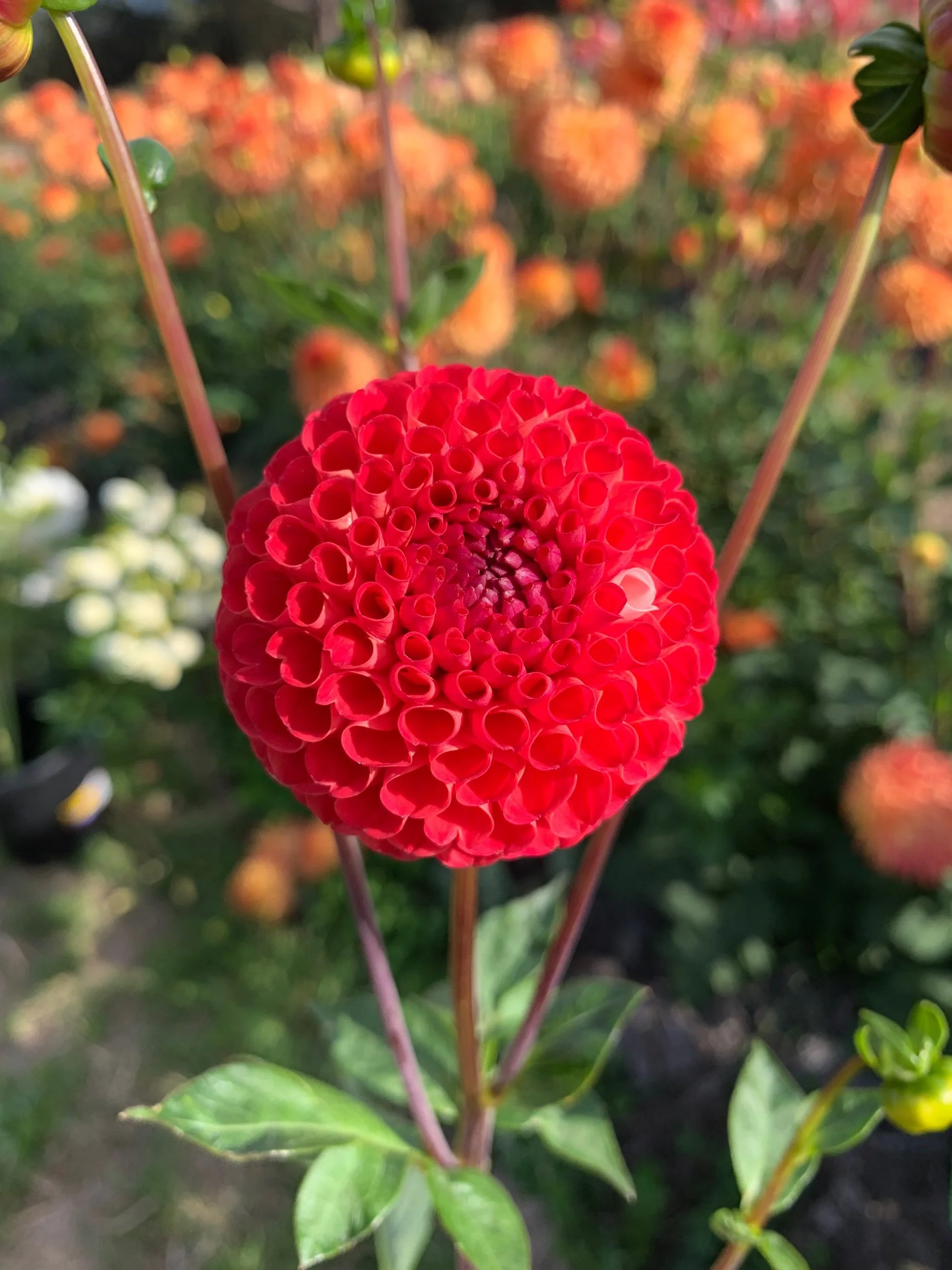 Winkie Lambrusco Dahlia