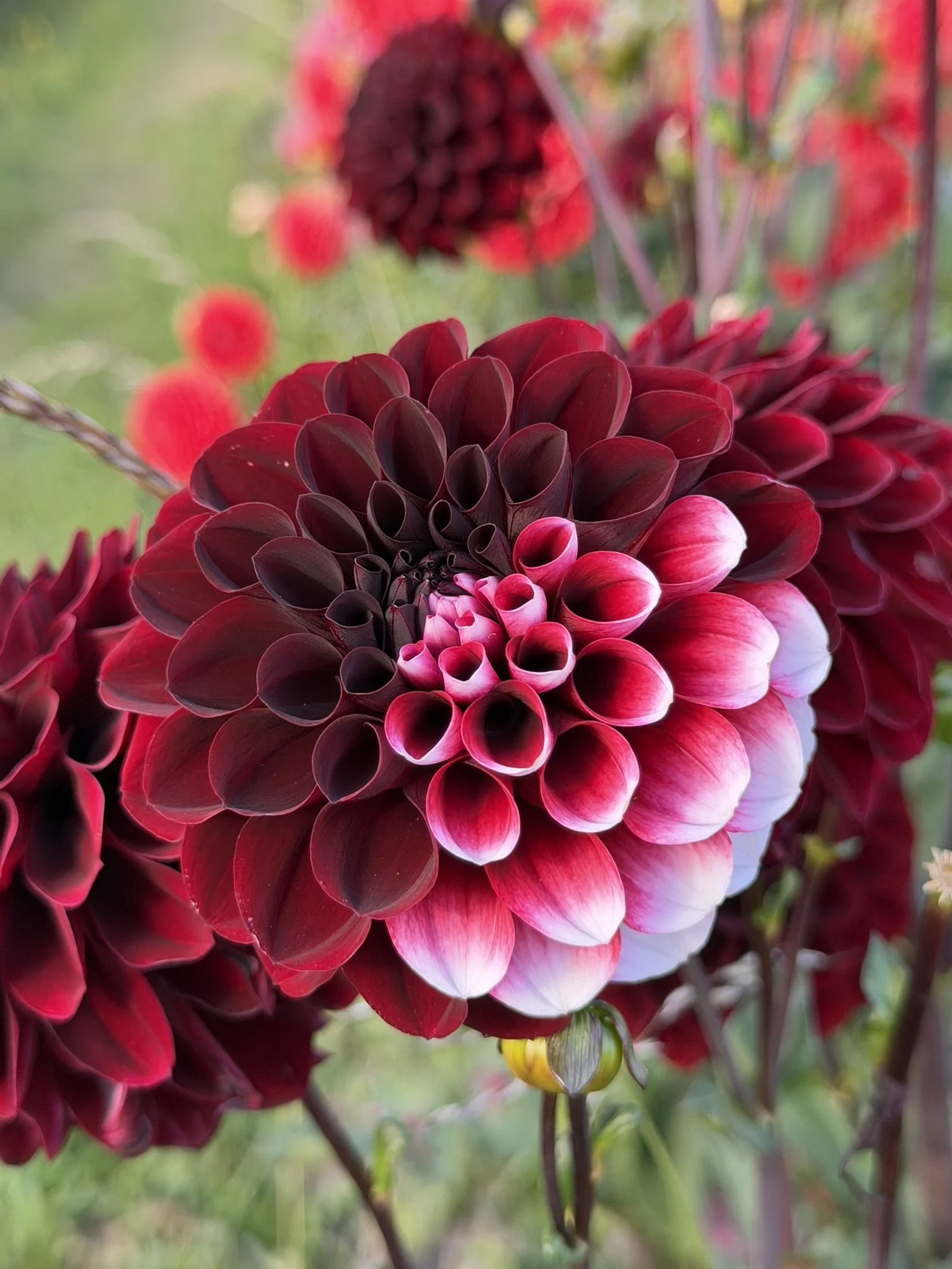Florelie Magpie Dahlia