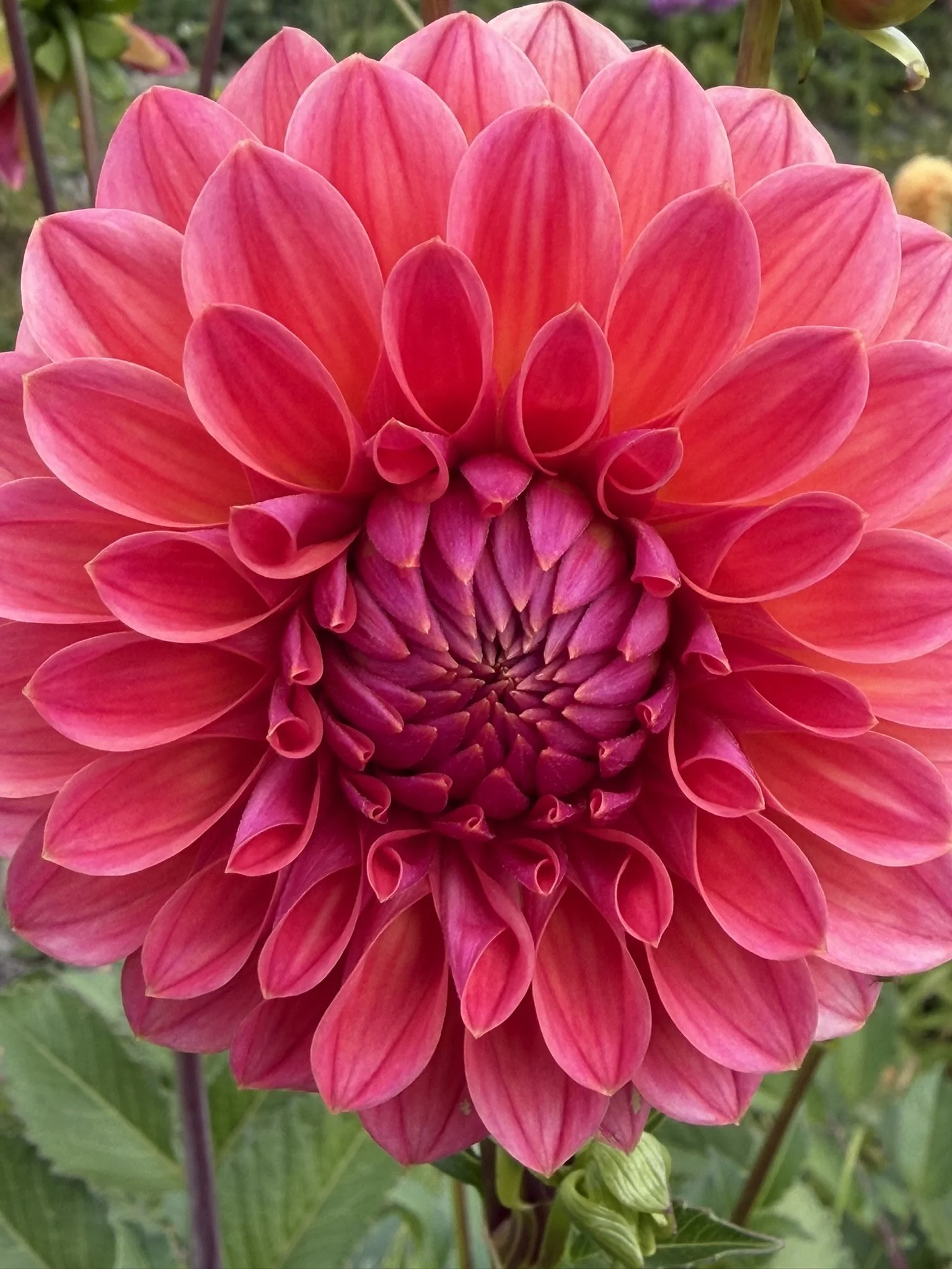 Warraview Watermelon Dahlia