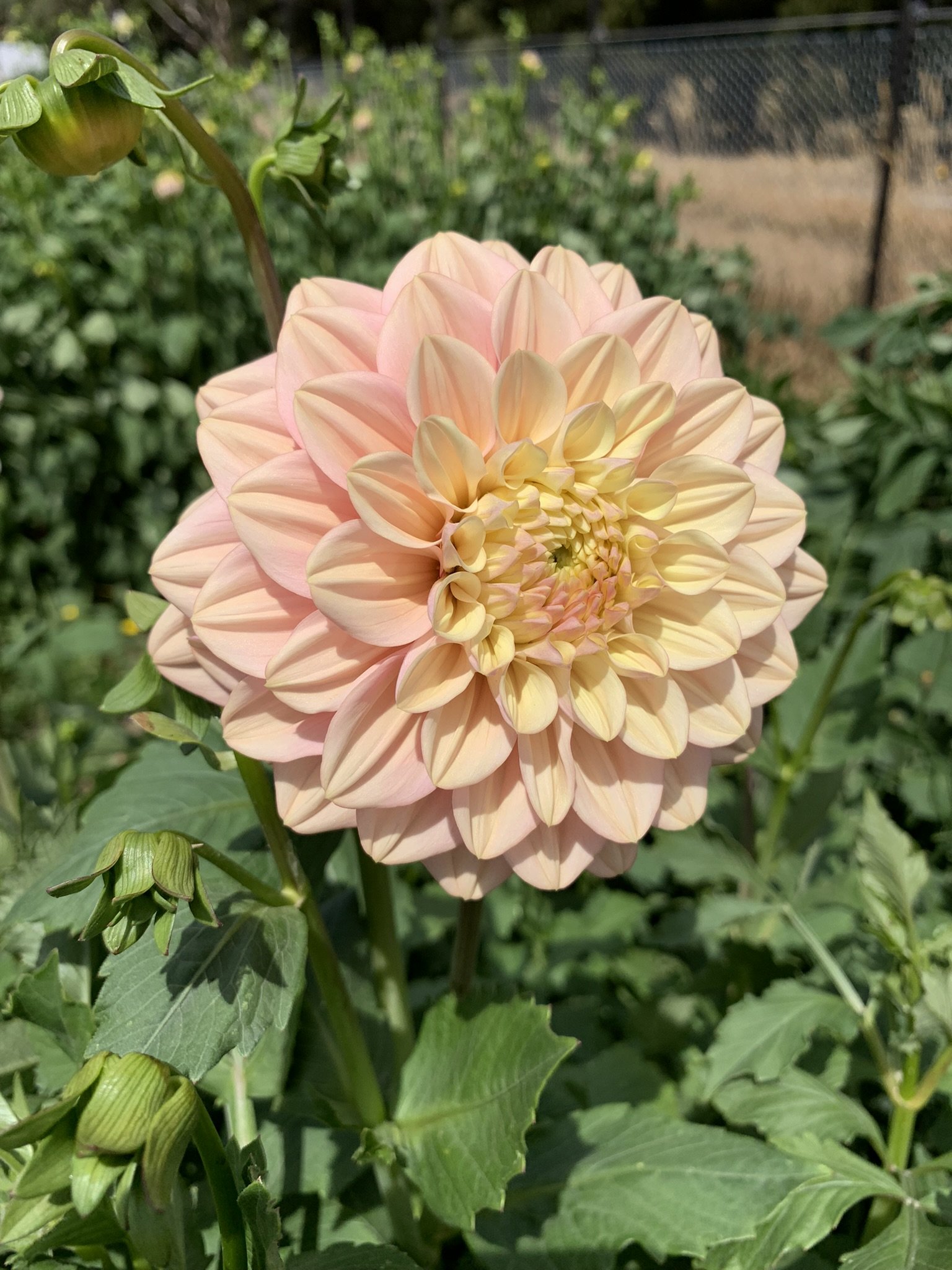 Florelie Kindness