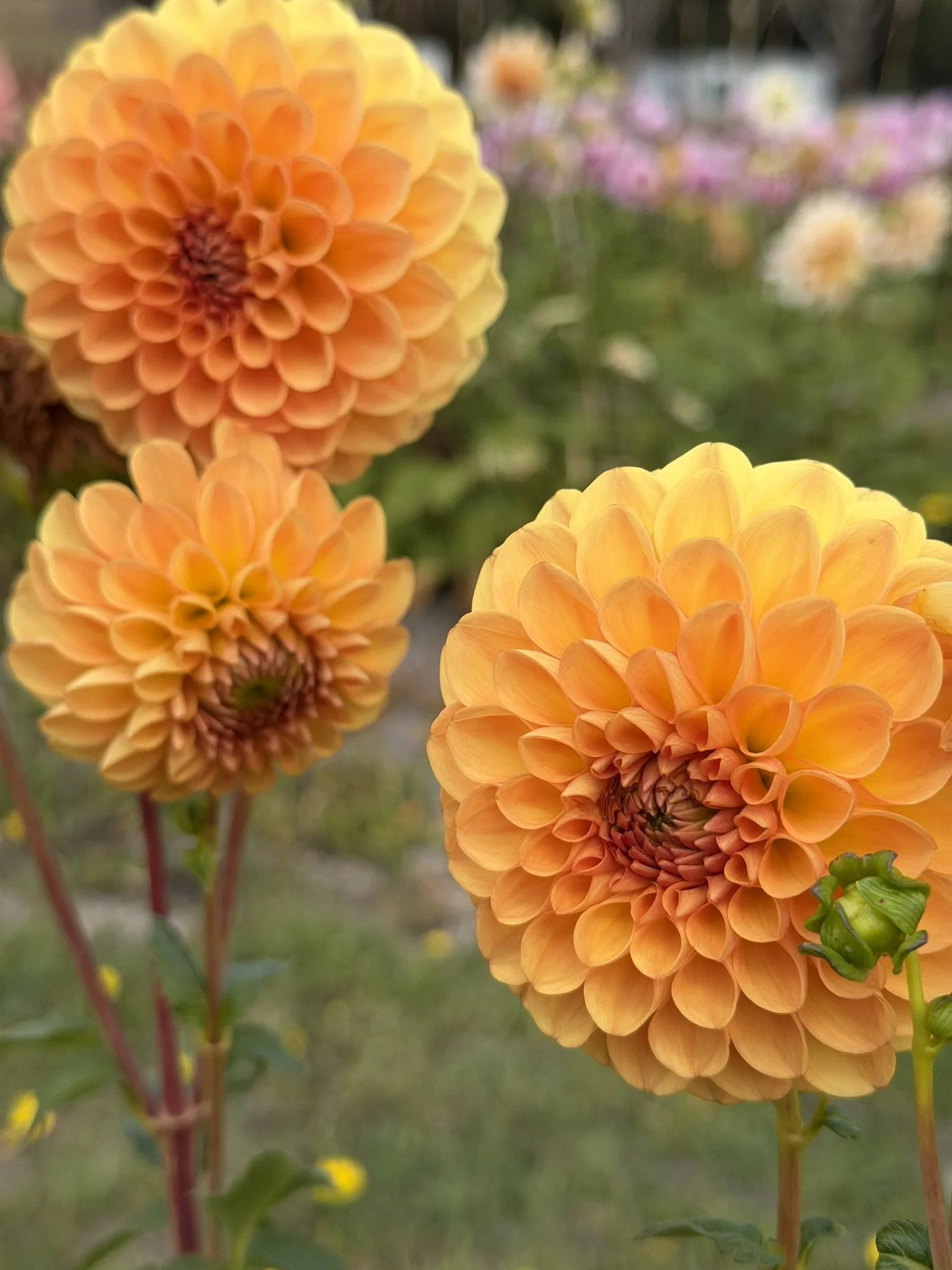 Winkie Nugget Dahlia