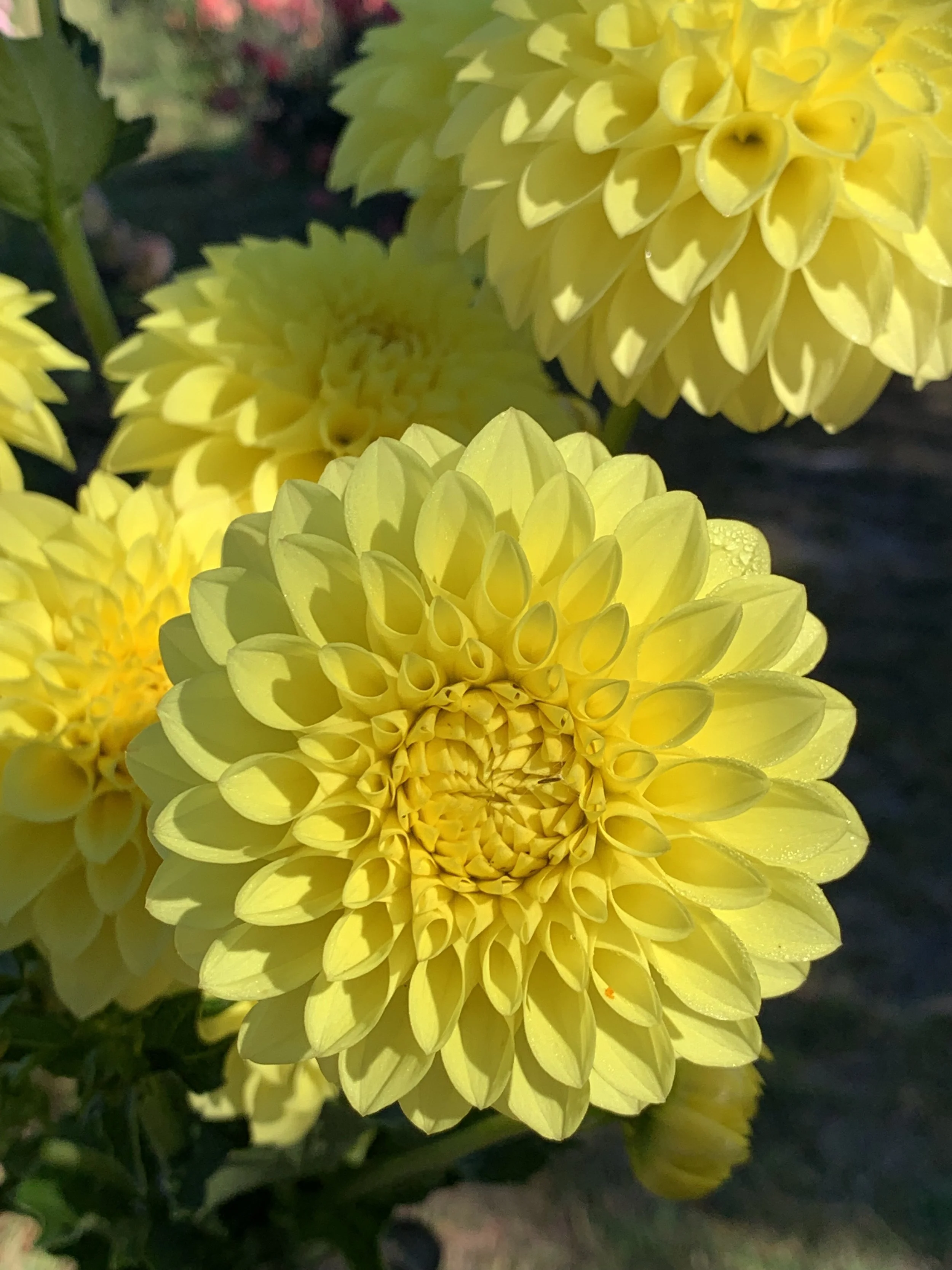 Jenny's Joy Dahlia