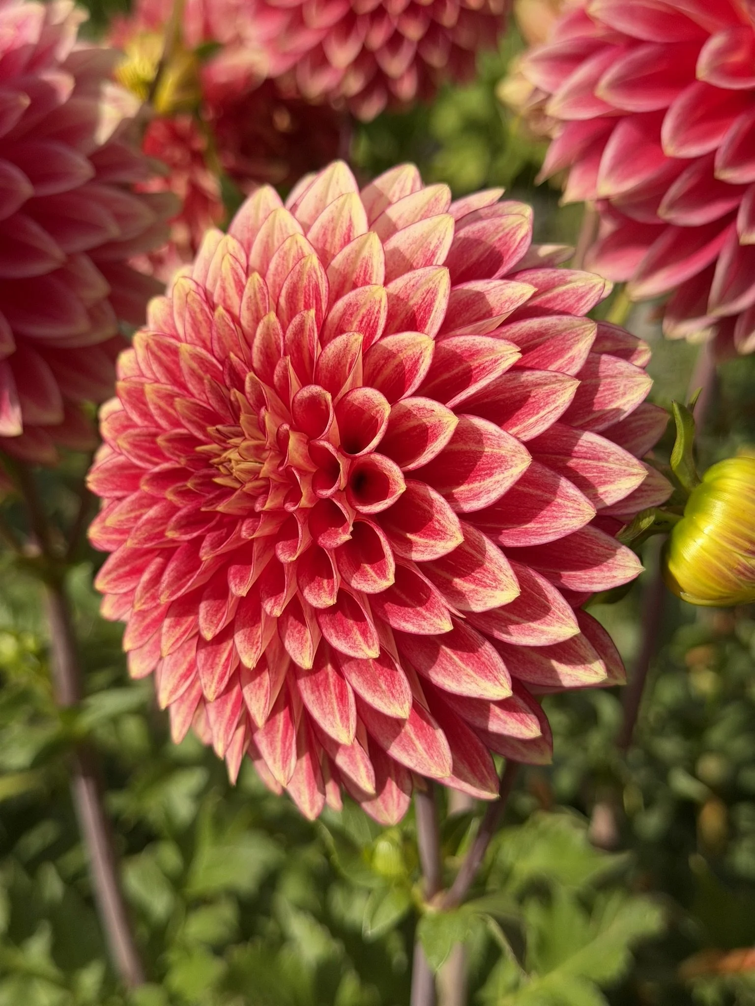 Coral Isle Dahlia