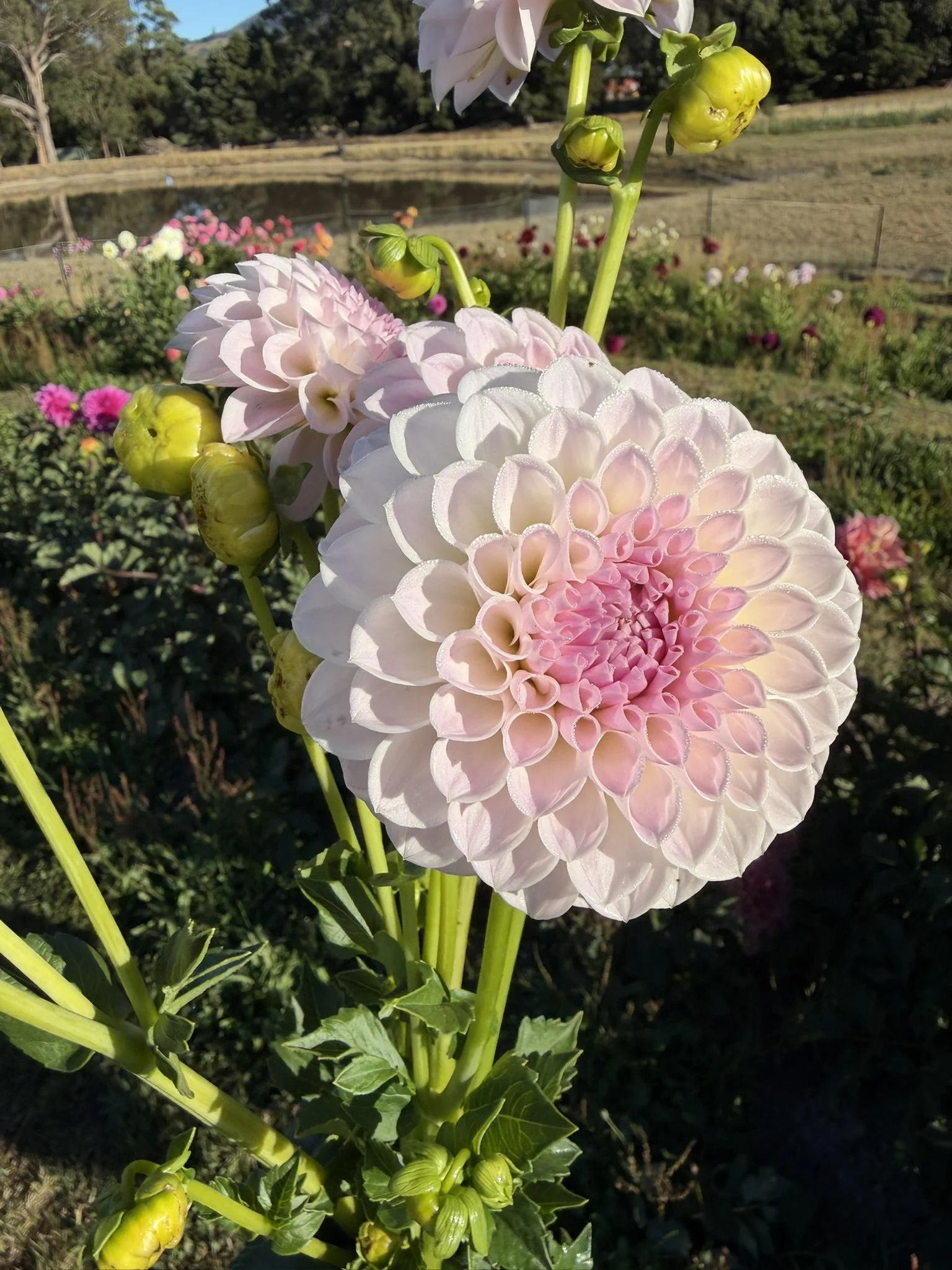 IMG_1788.JPEG