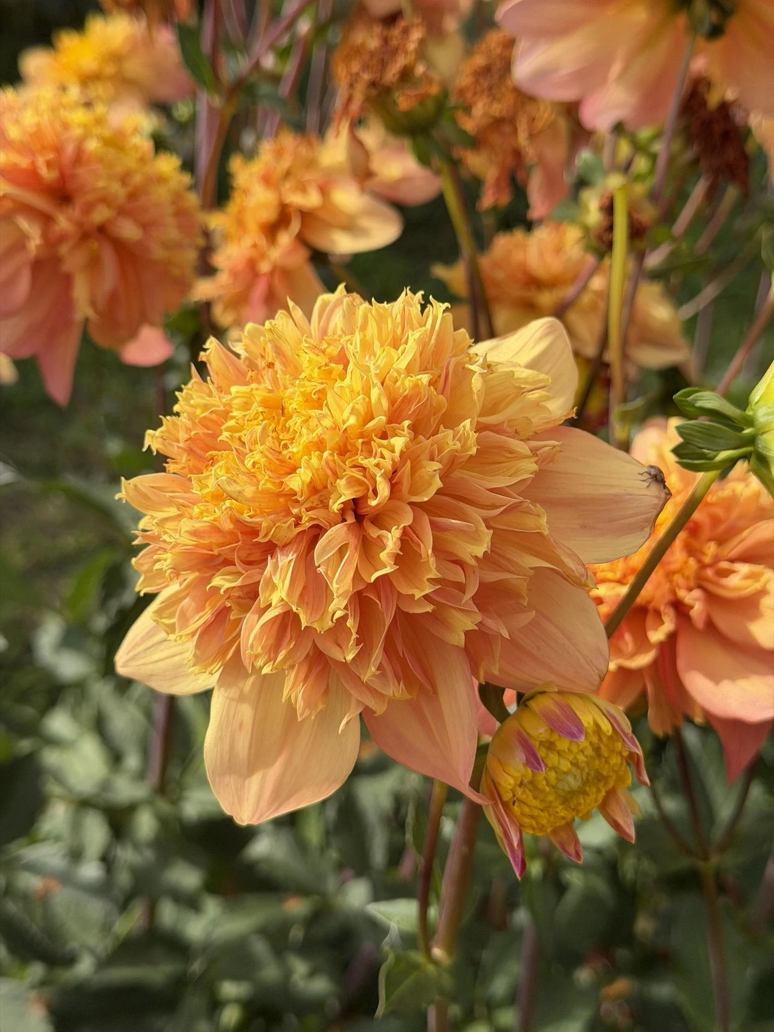 Christie Promise Dahlia