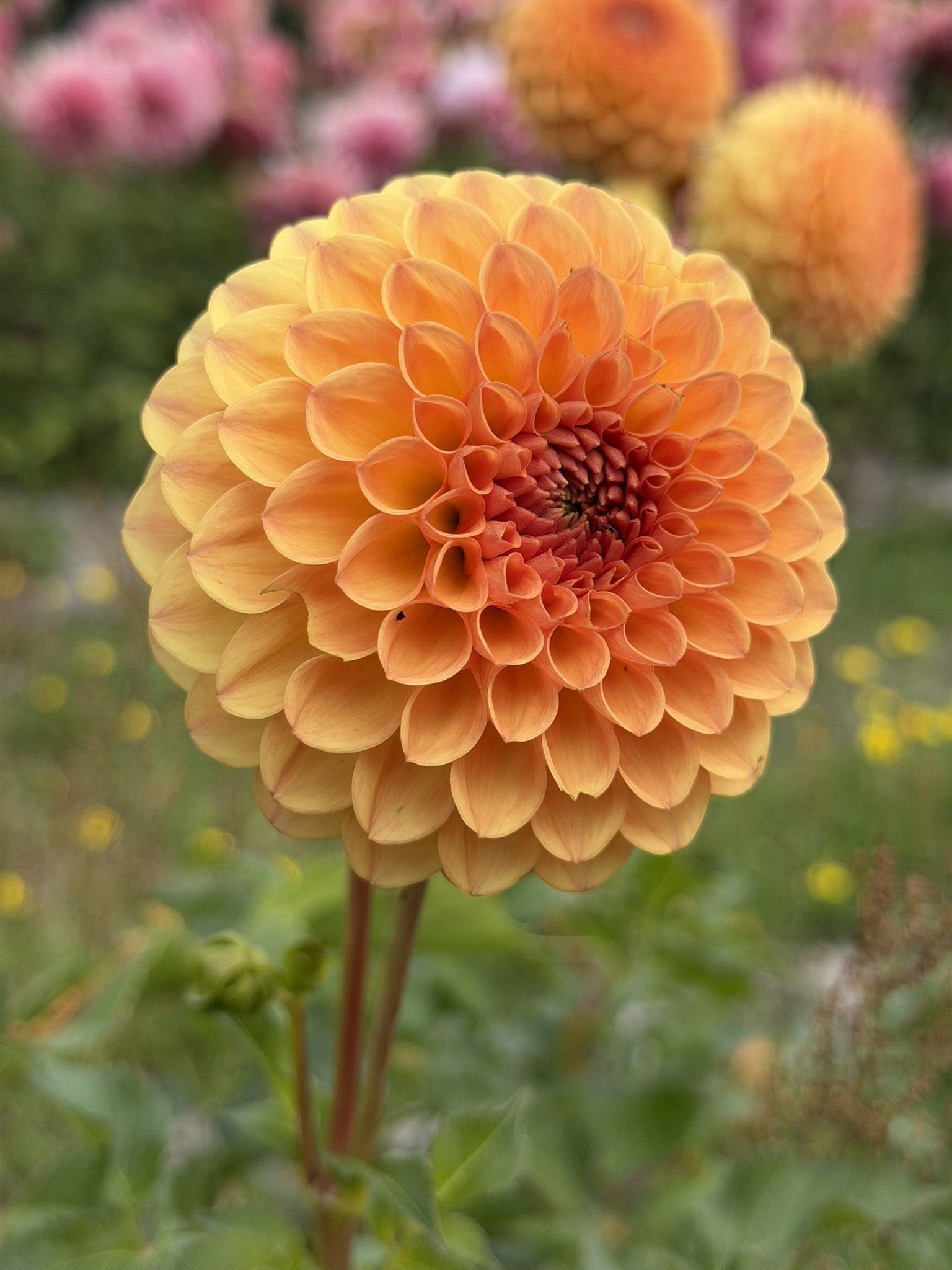 Winkie Kestrel Dahlia