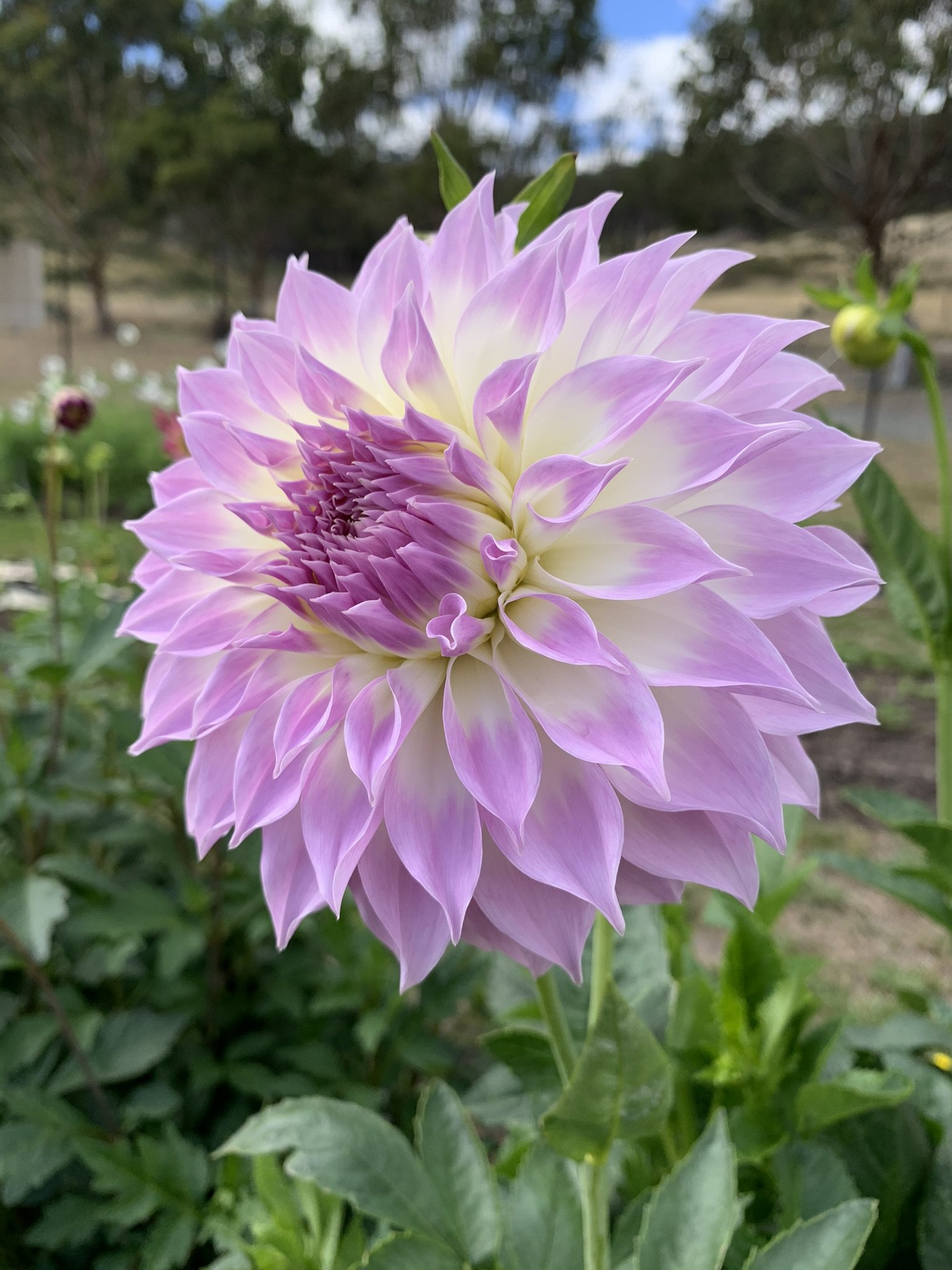 Anne's Delight