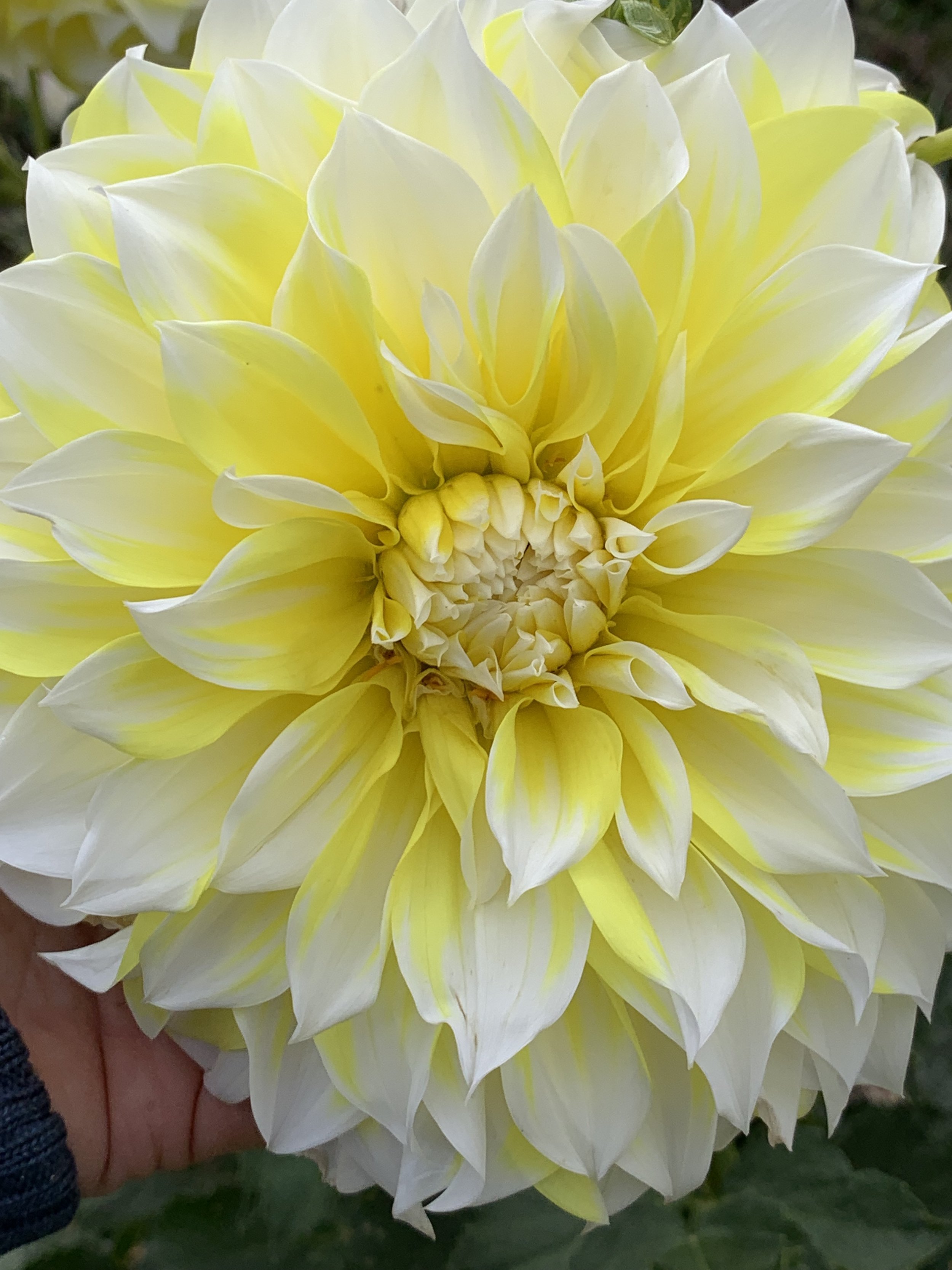 Lemon Snow Dahlia