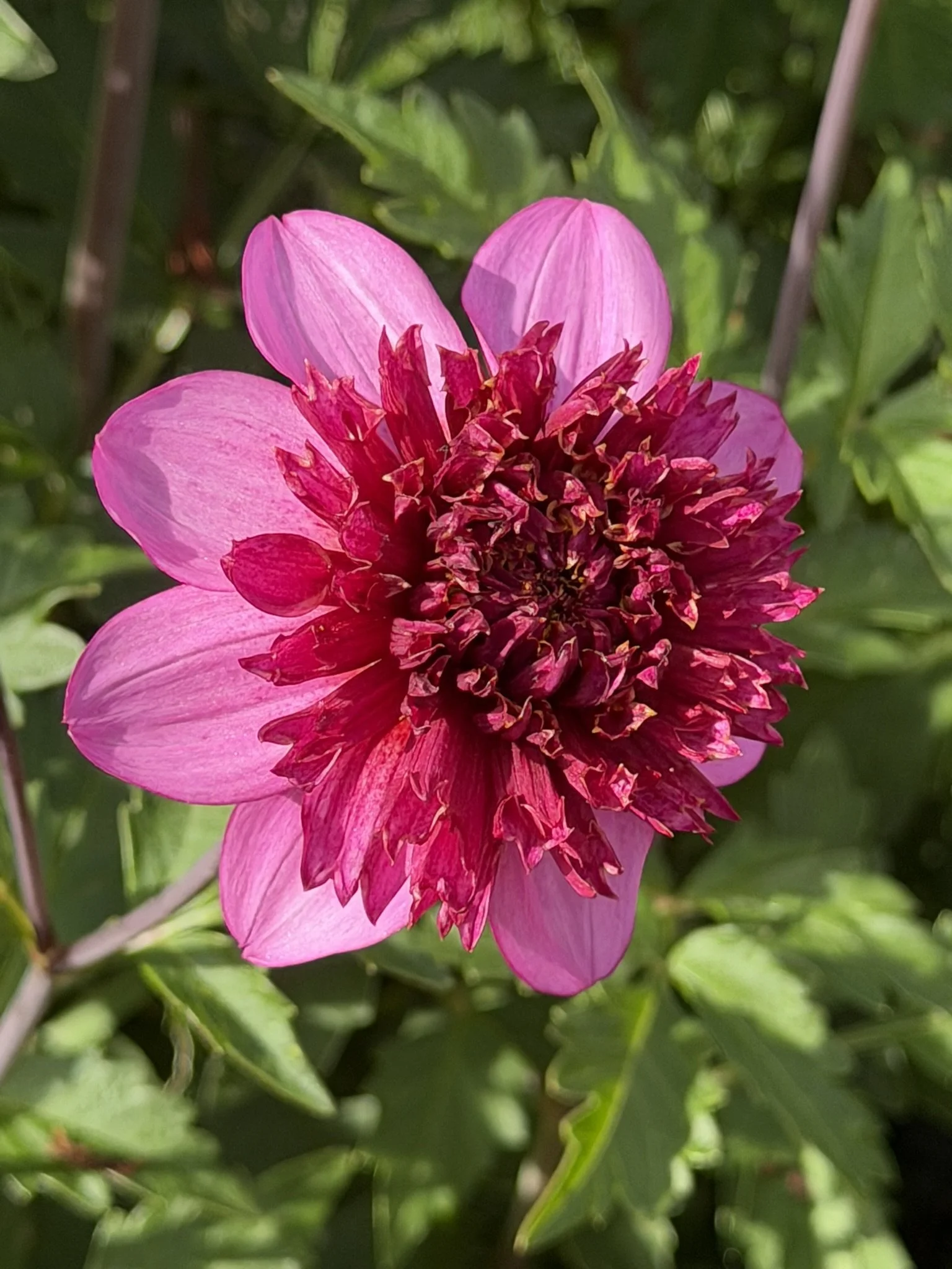 Purex Dahlia