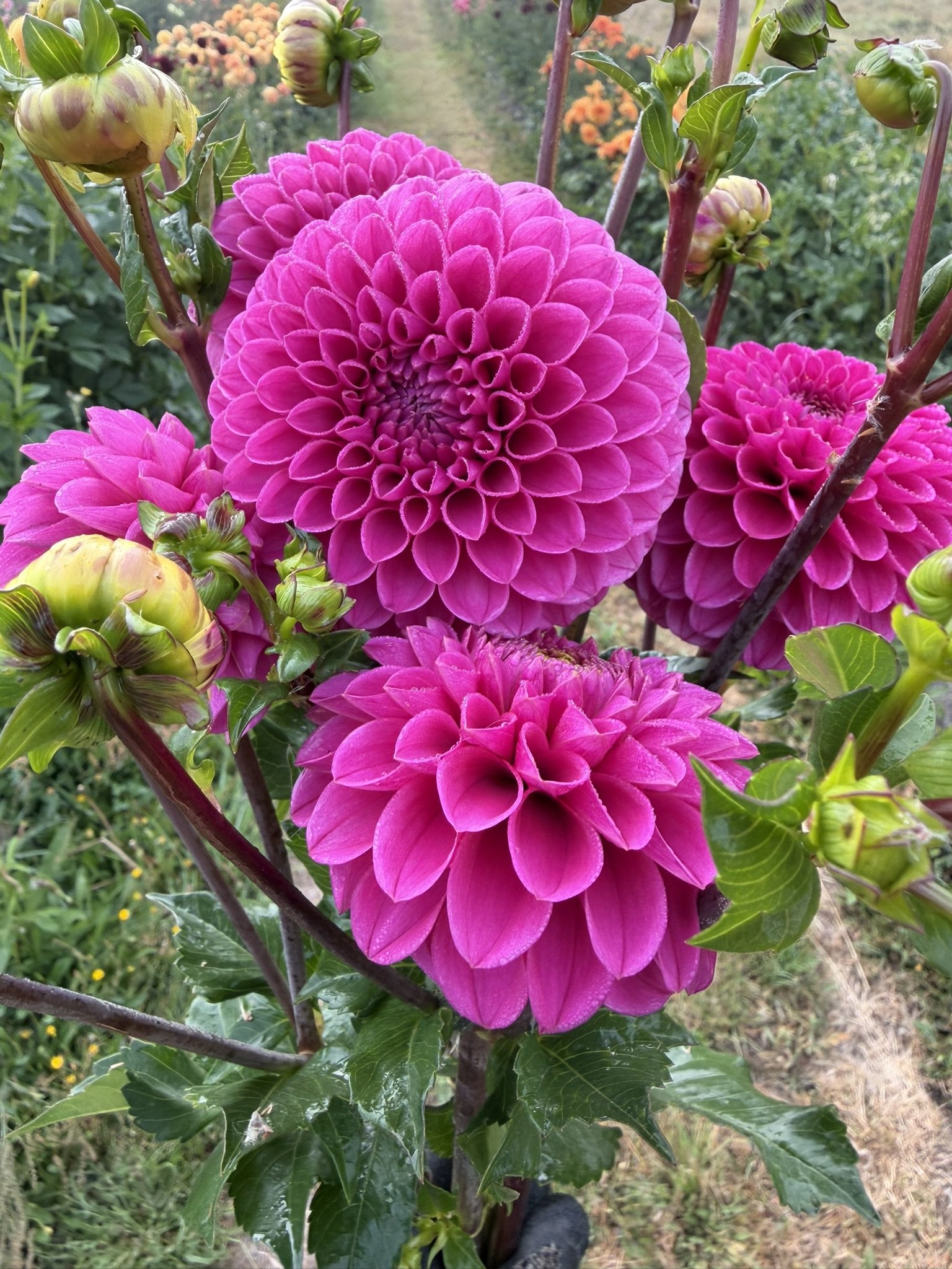 Mary's Jomanda Dahlia