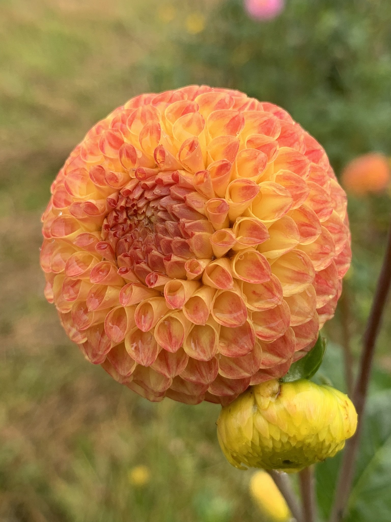 Golf Ball