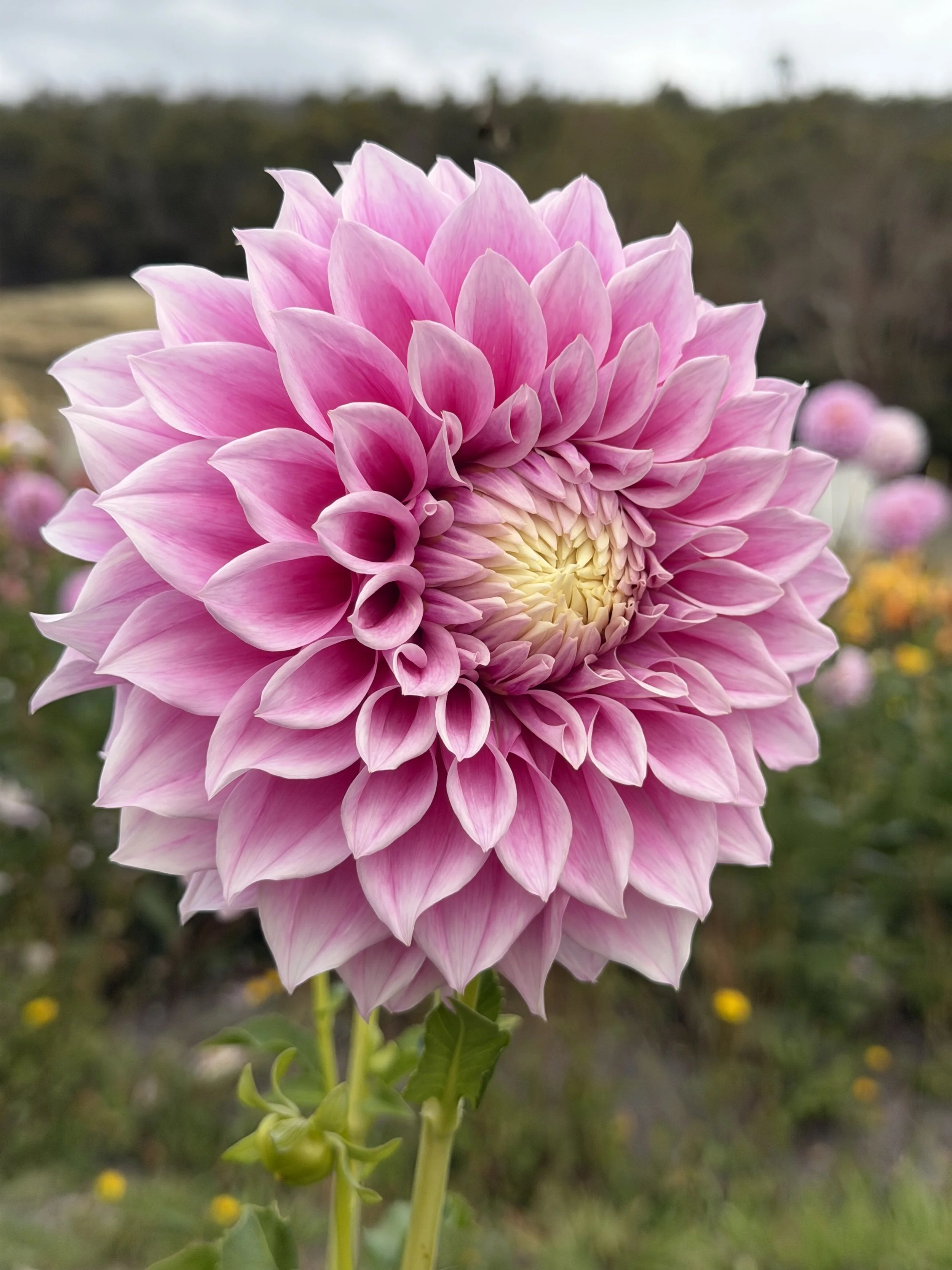 Vera's Elma Dahlia