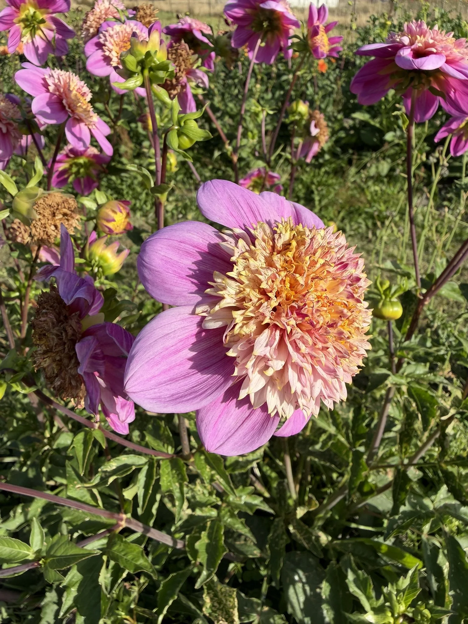 IMG_1685.JPEG