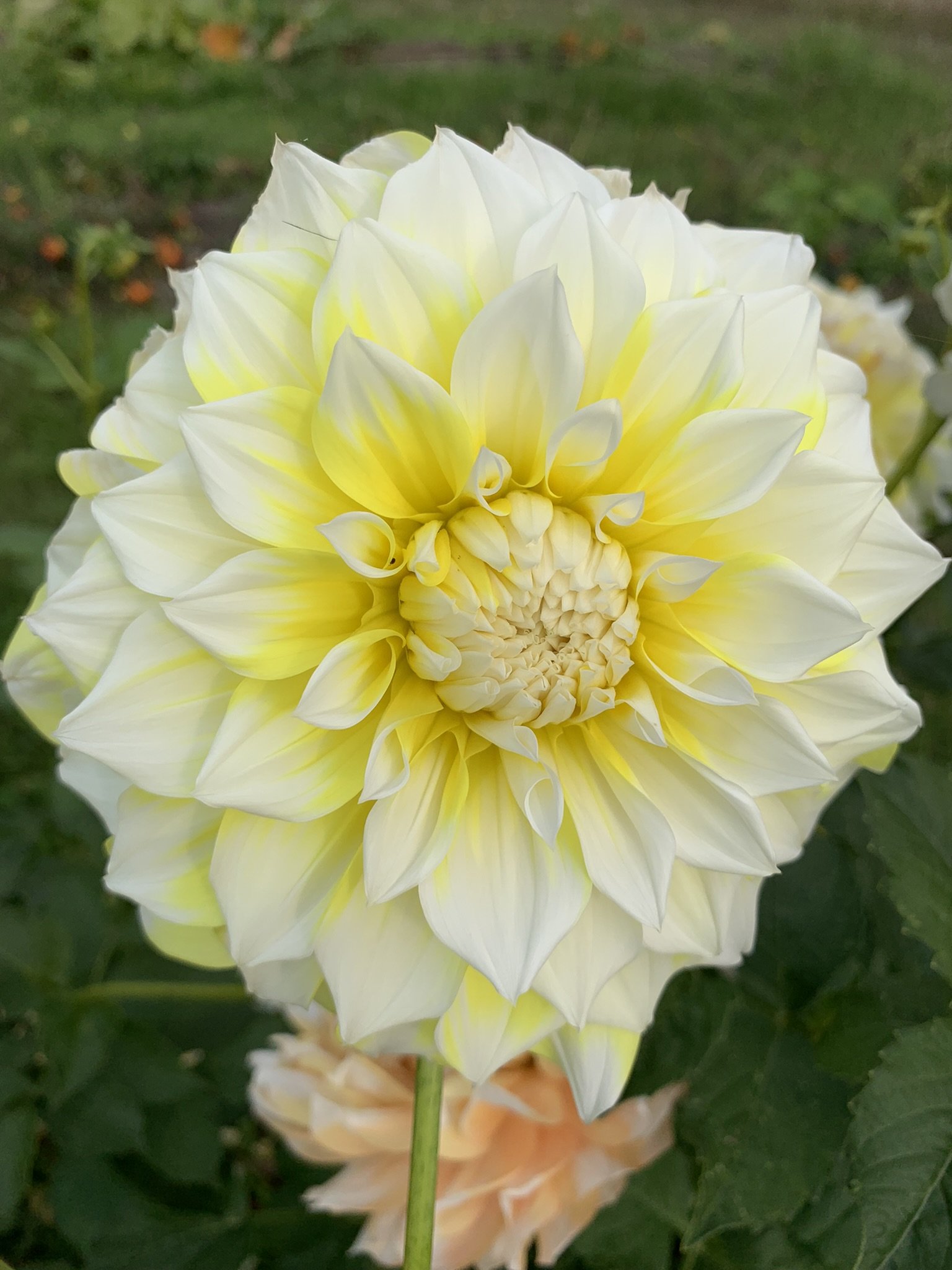 Lemon Snow