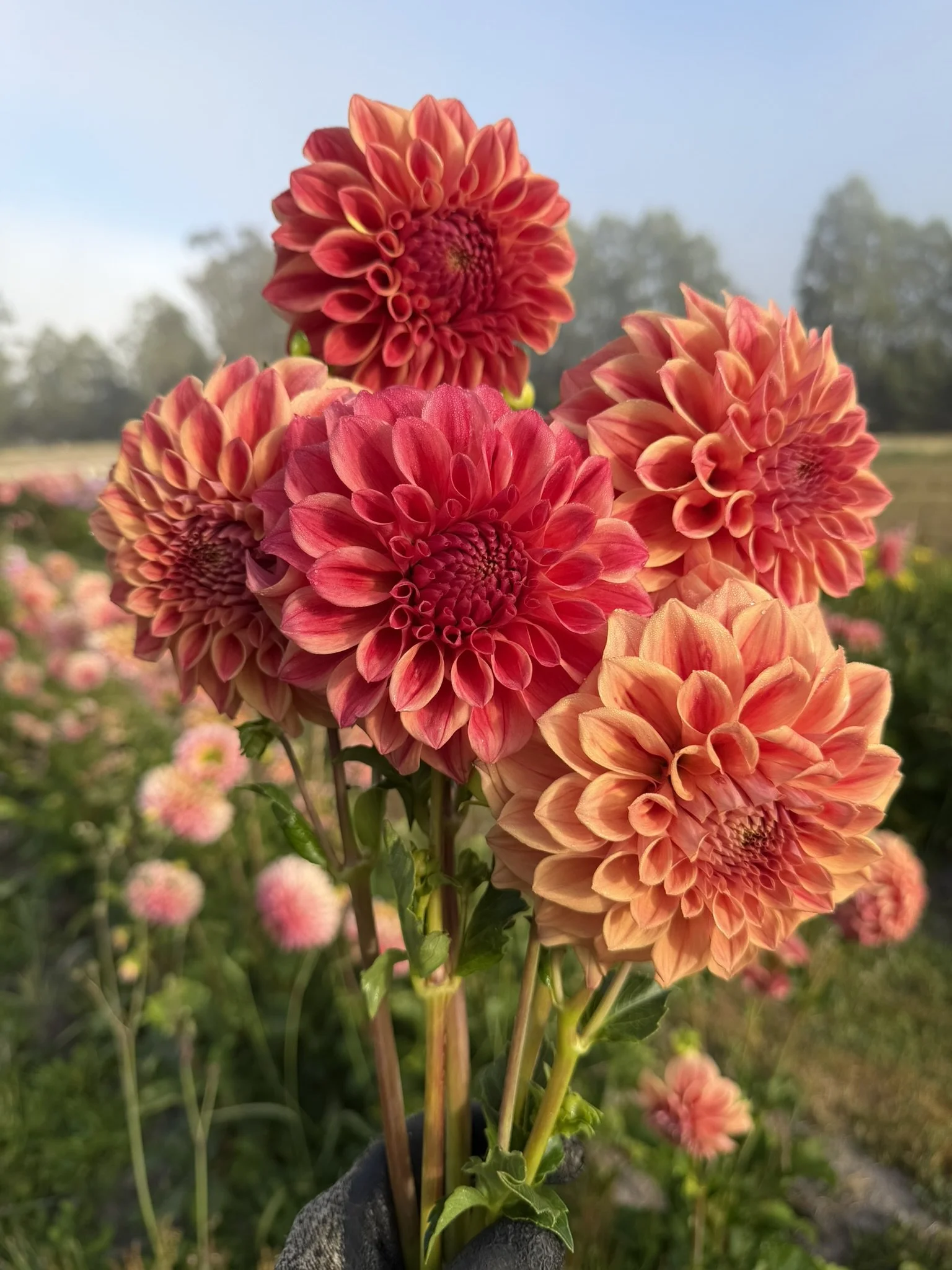 Winkie Rhubarb Dahlia
