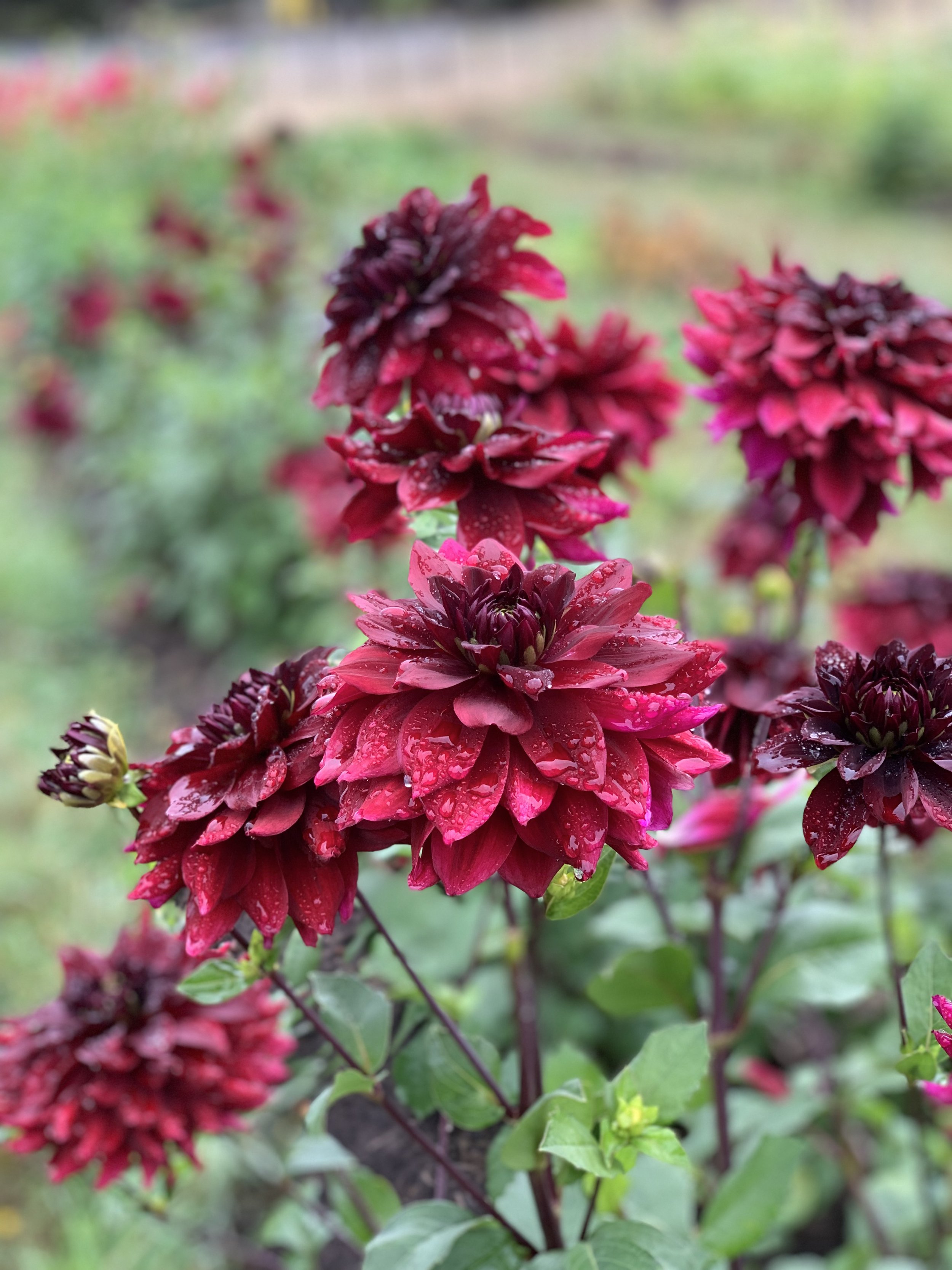 Black Embers