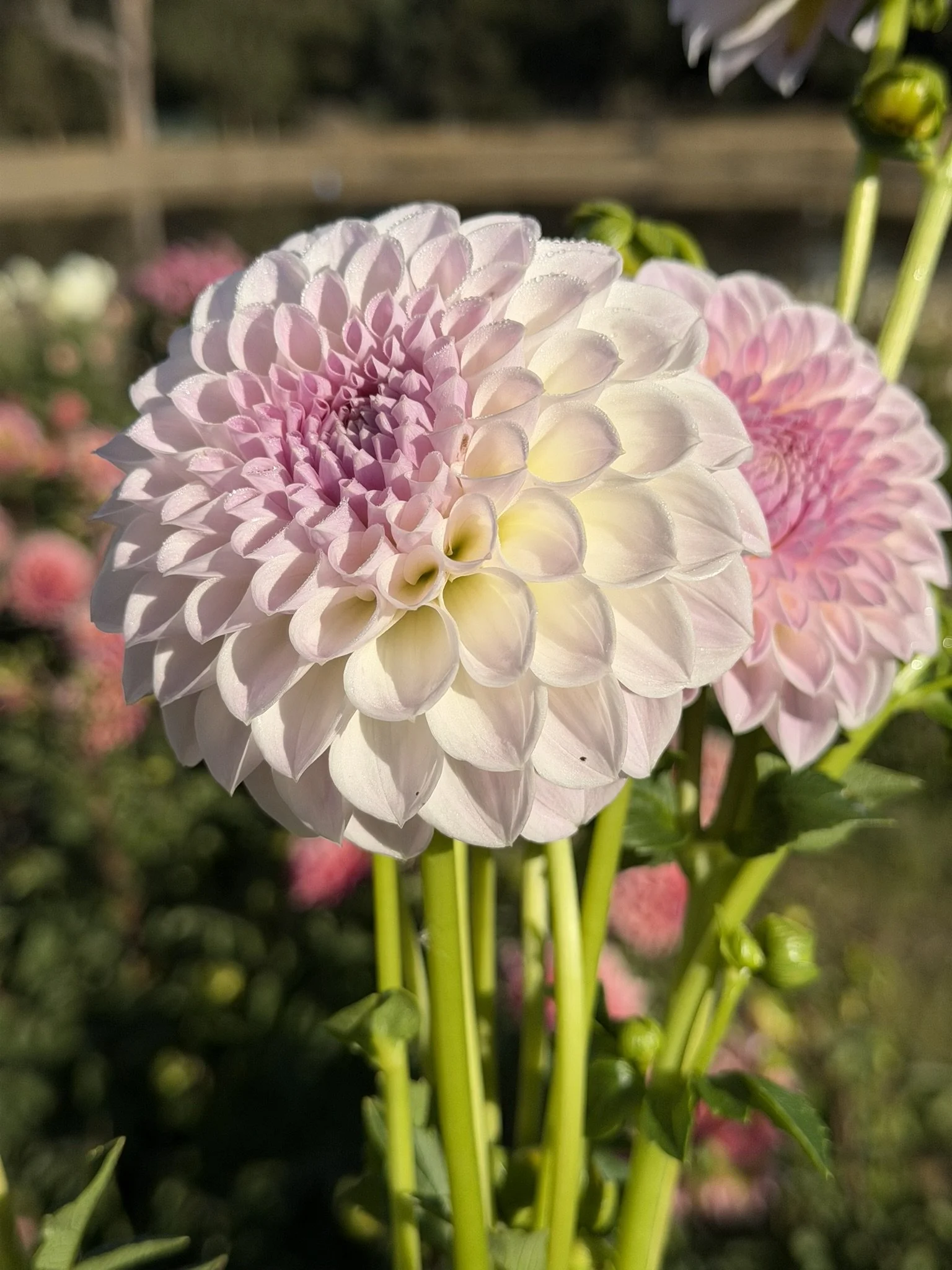 Formby Pearl Dahlia