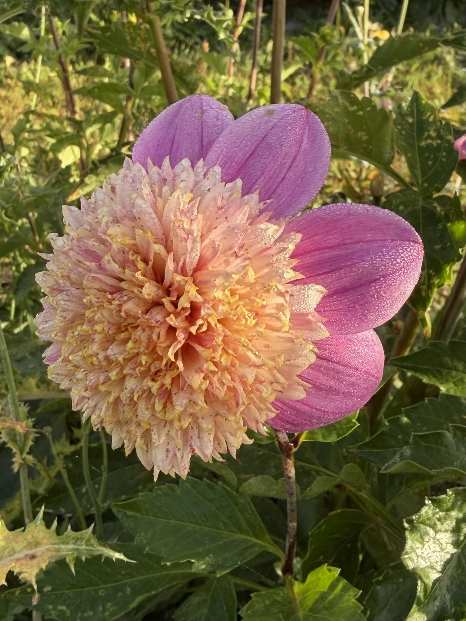 Mawah Dahlia