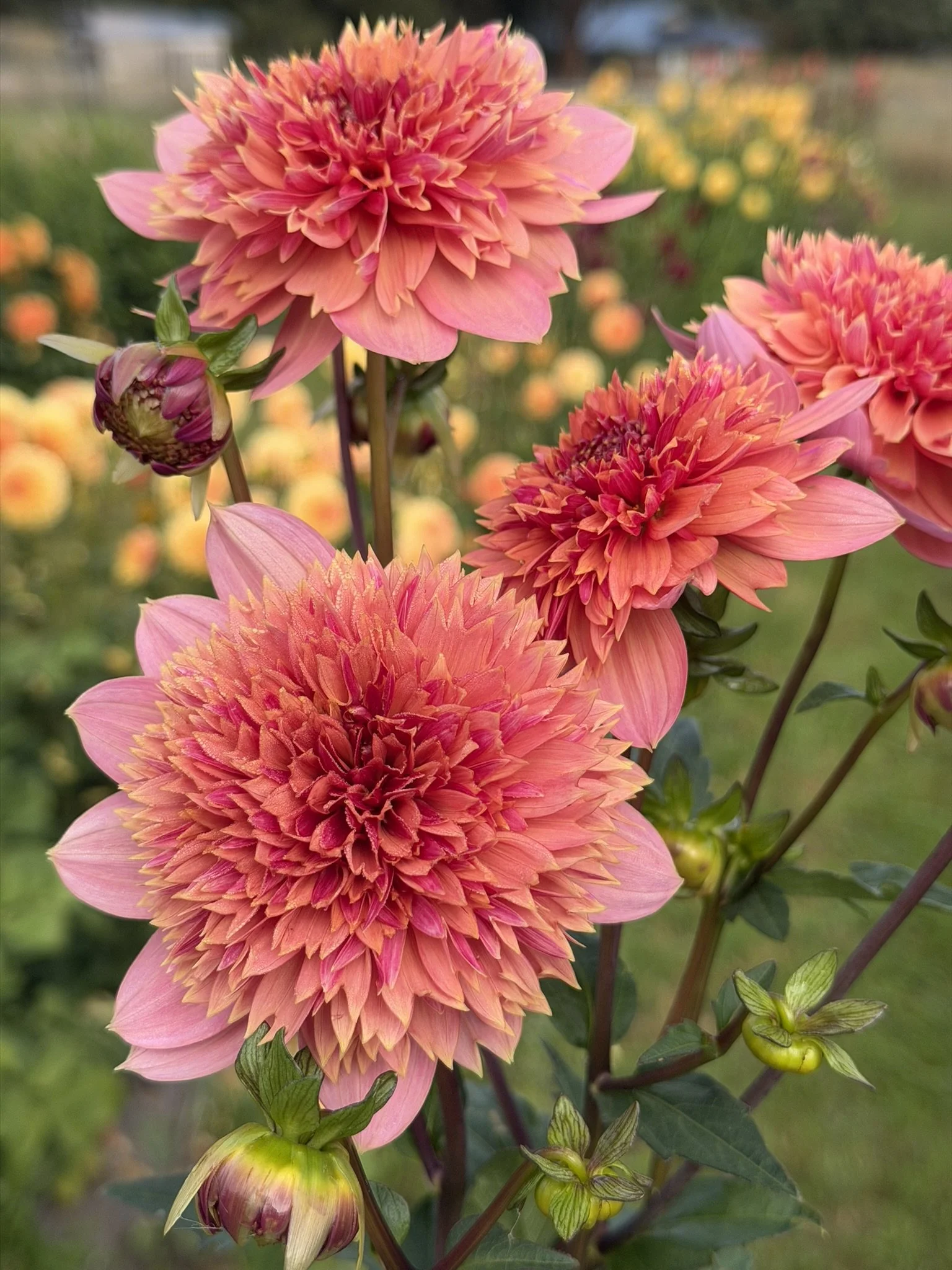 Ron's Beauty Dahlia