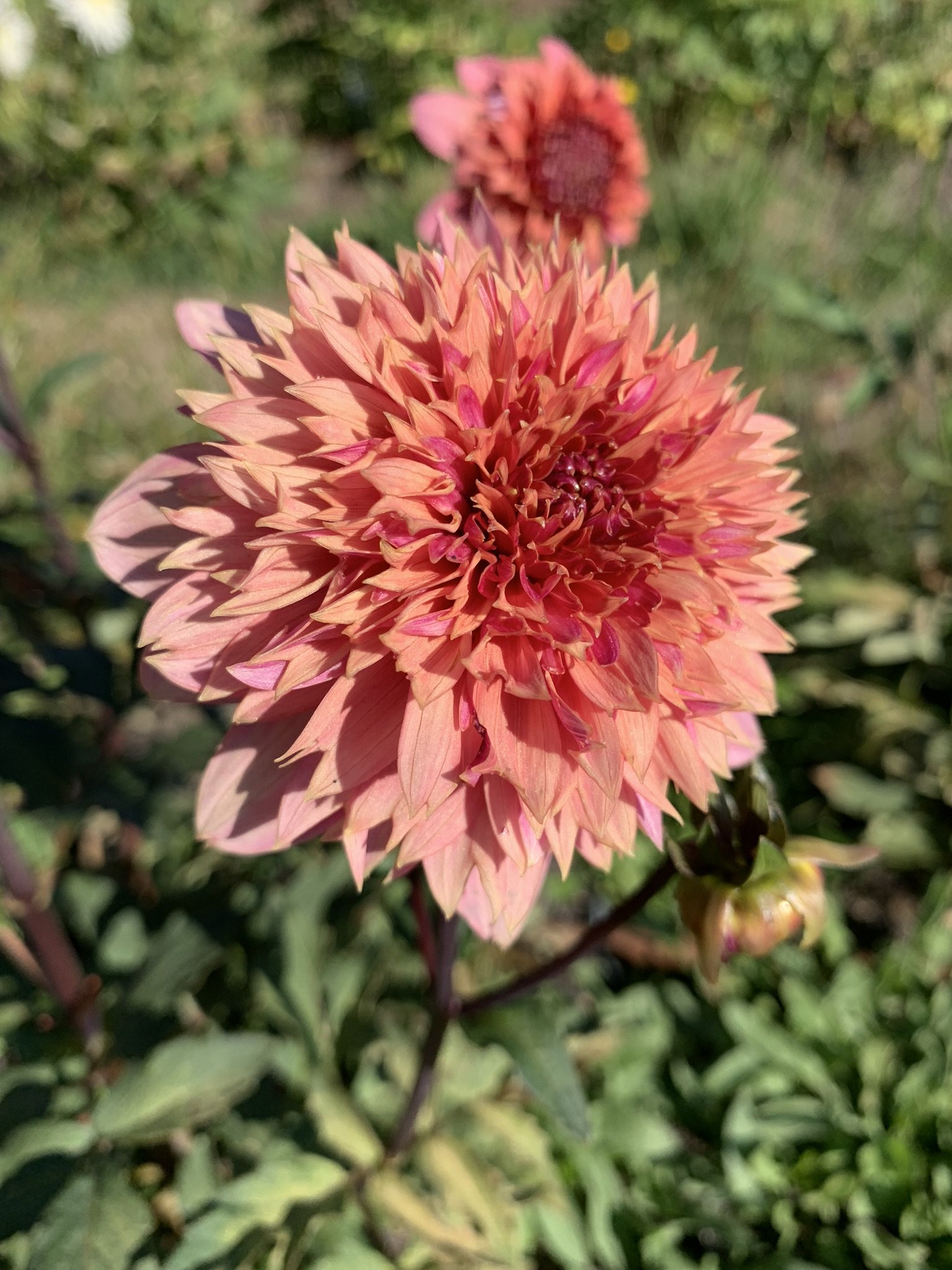 Ron's Beauty (aka Wonderland)