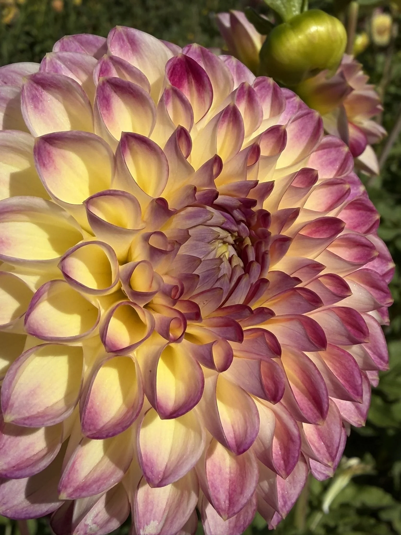 First Prize Dahlia