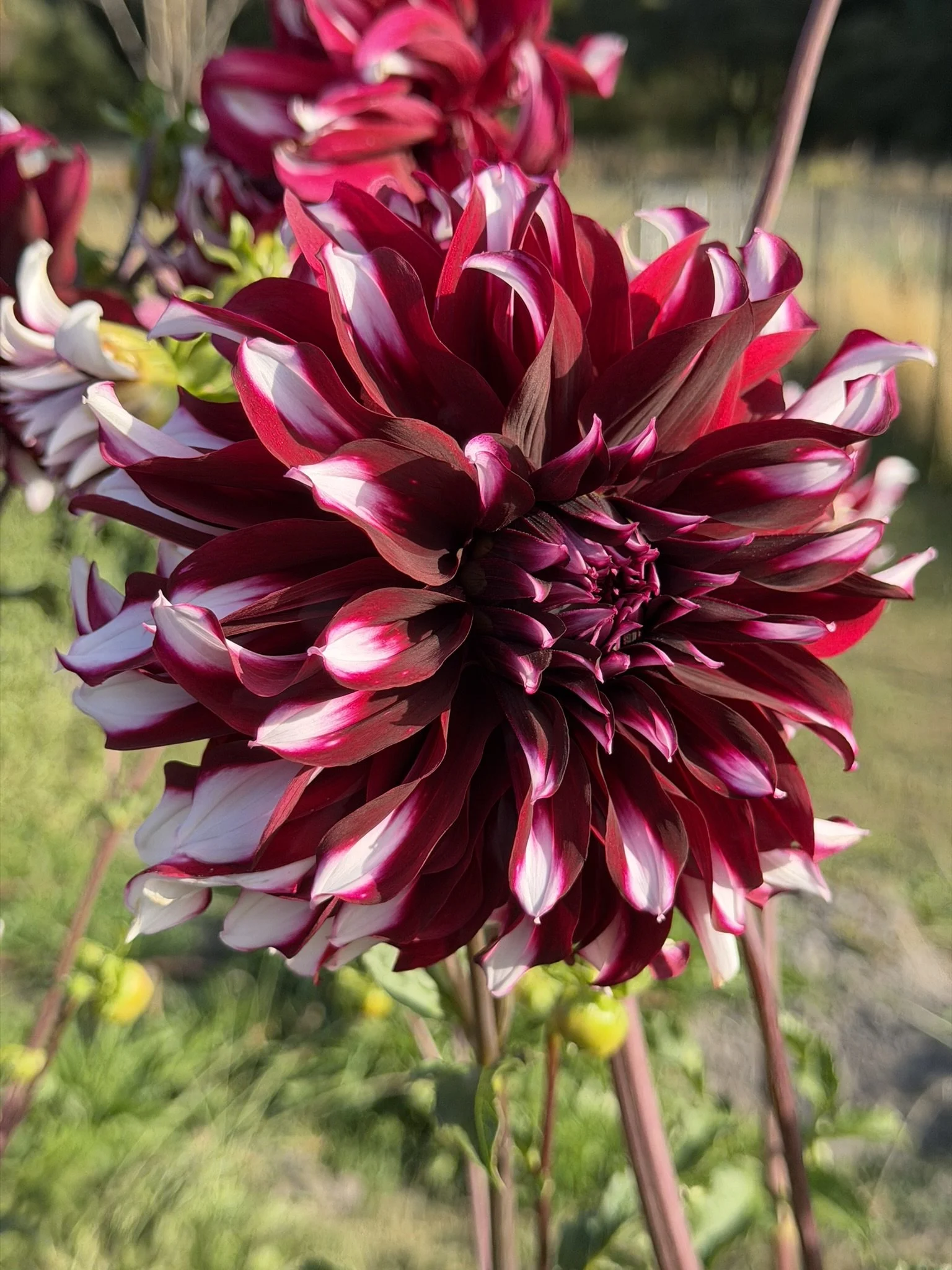 Tartan Dahlia