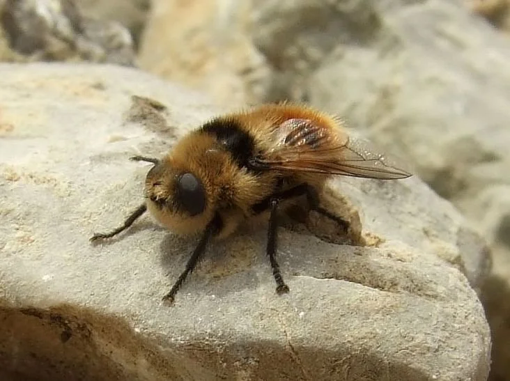 Deer botfly, fluffy bee like insect. yellow and black.