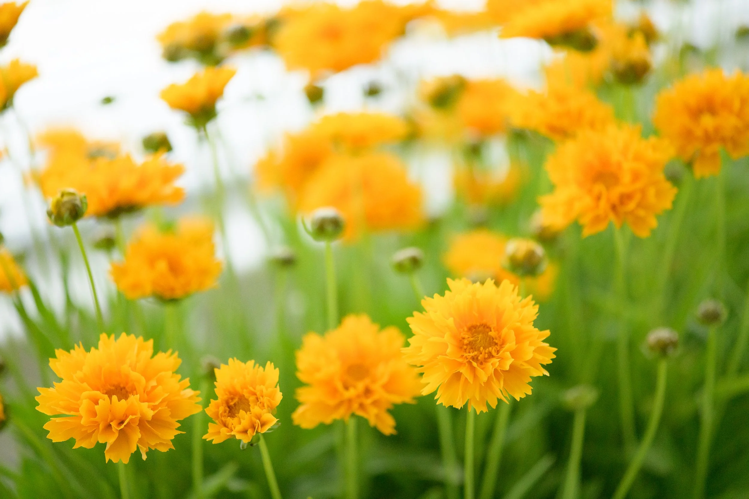 Kriya workshop: cleansing the digestive system