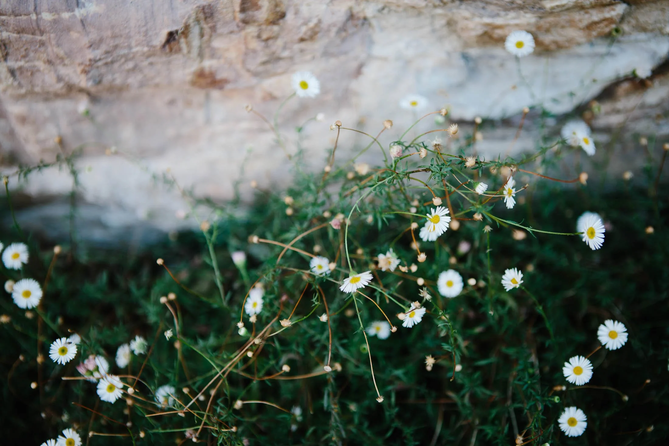 Bendigo Photographer.jpg