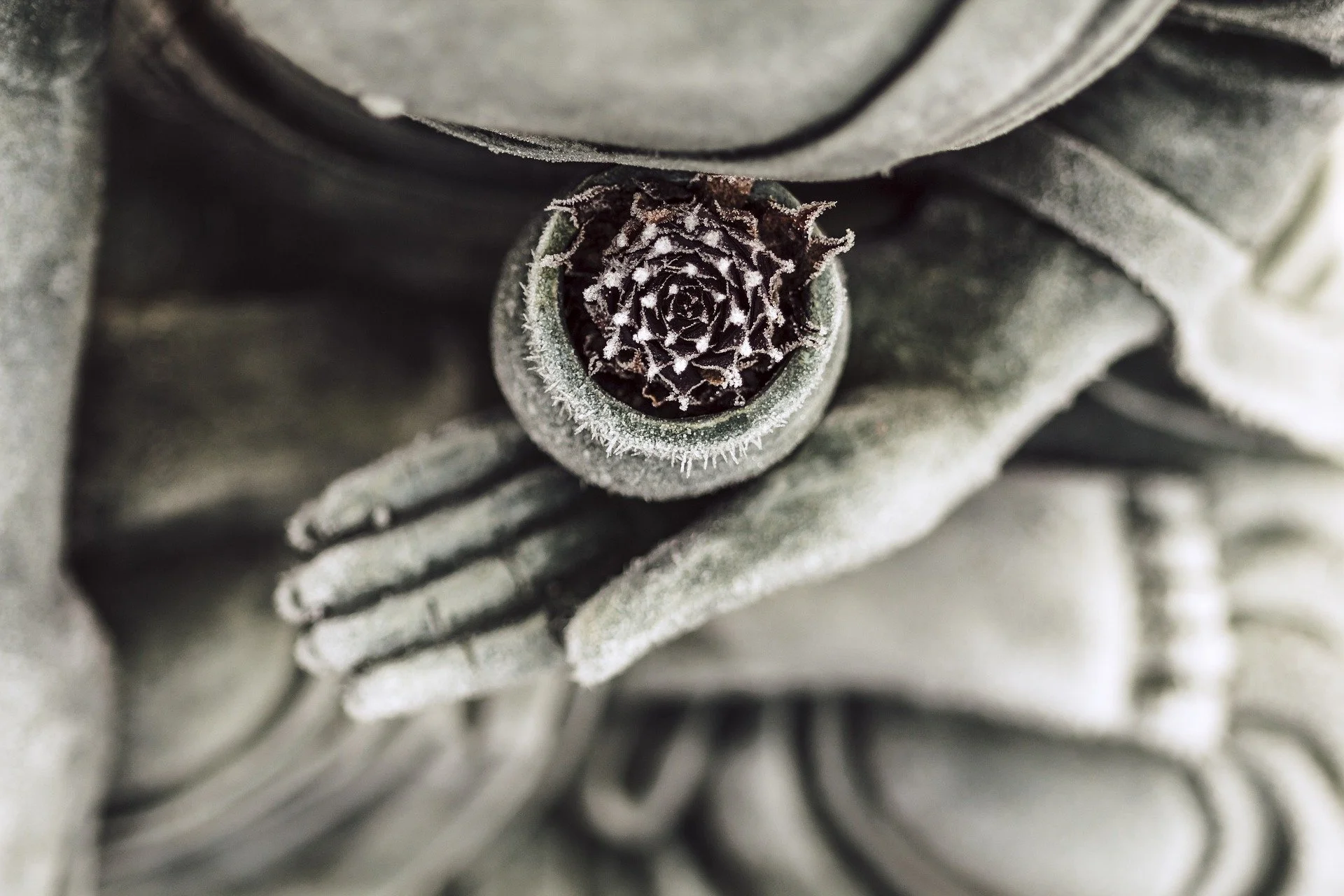 Close-up of a pine cone in a cup, held by Buddha statue