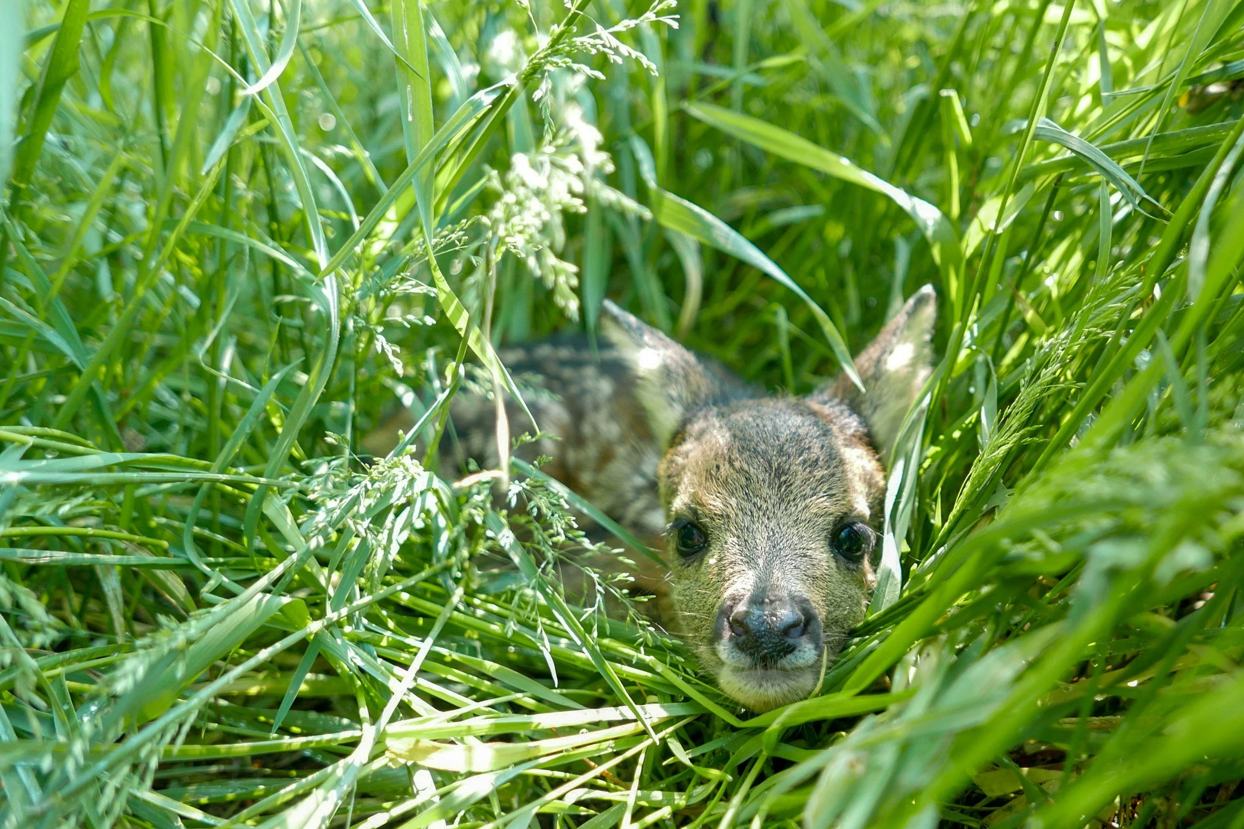 fawn hiding in tall green grass