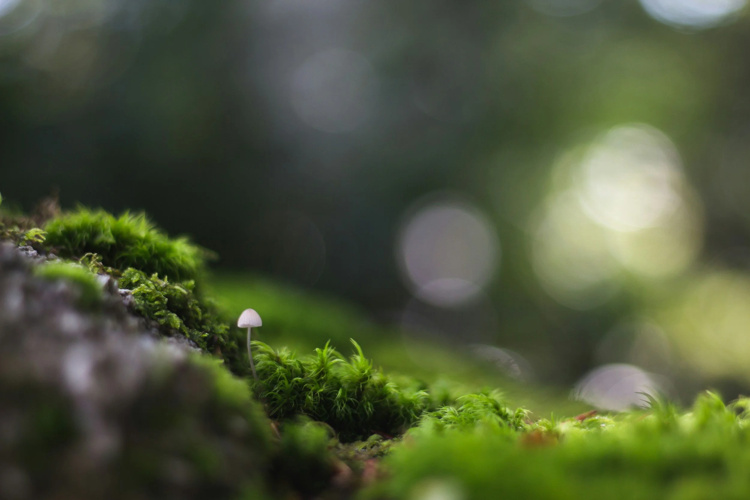 a green, mossy landscape with a single small mushroom