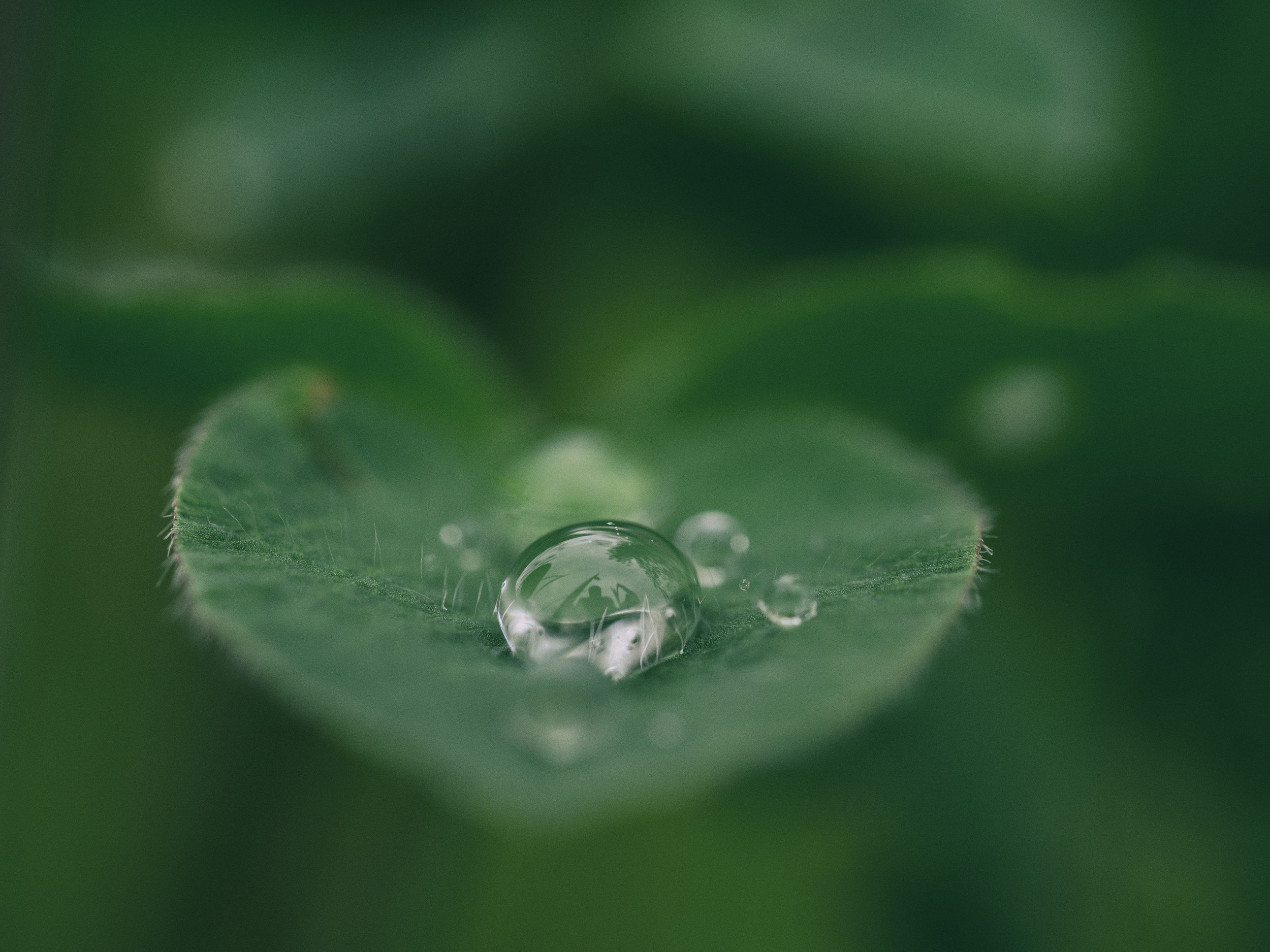 green leaf with a water droplet