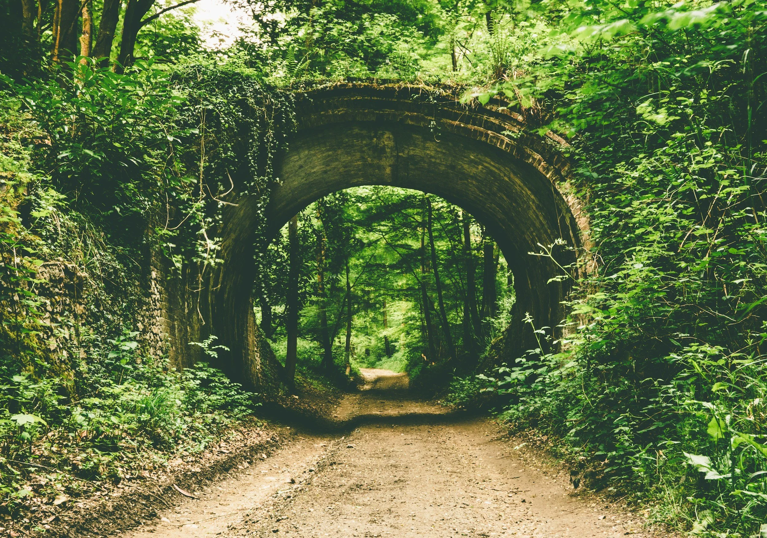 tunnel into the forest