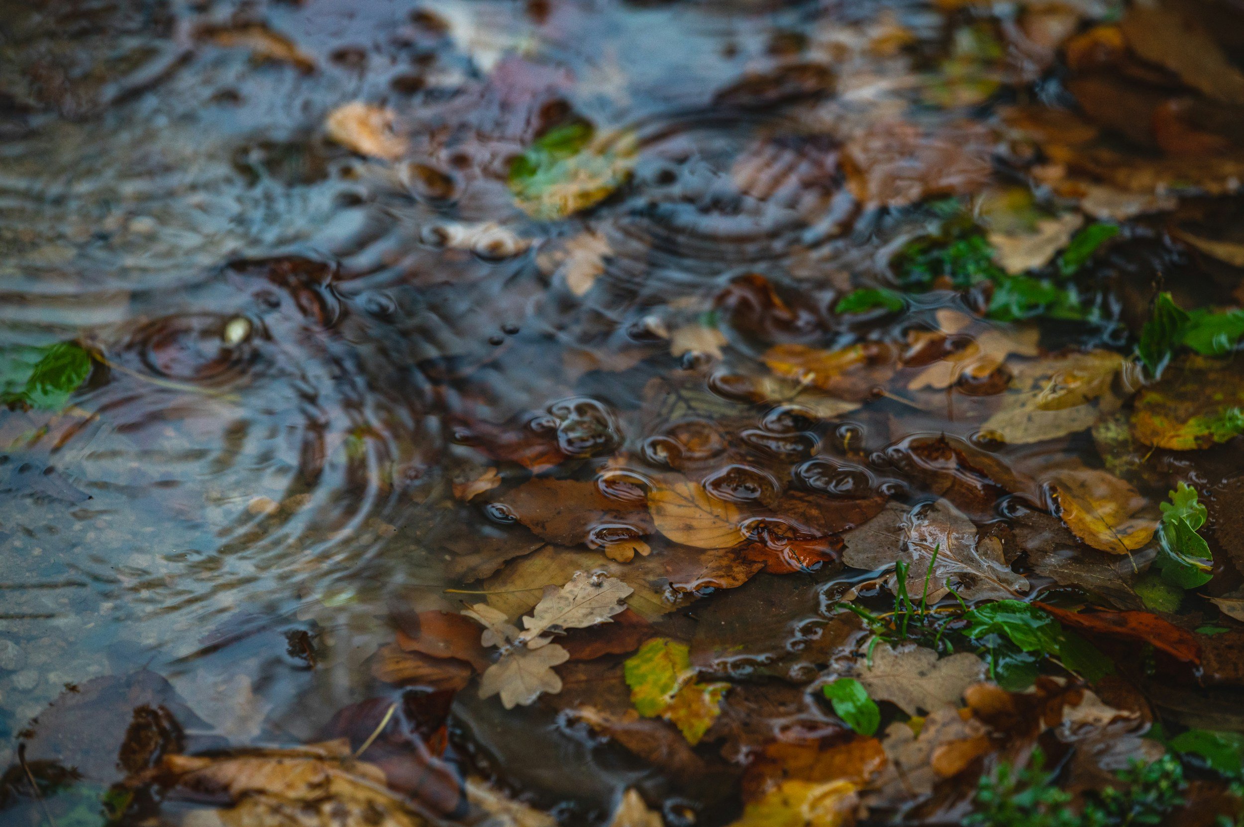 fall leaves on water