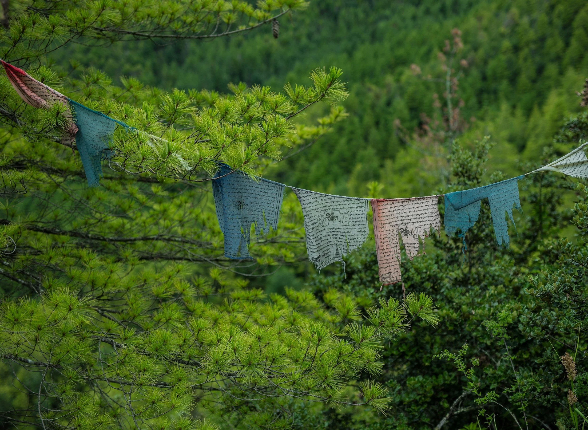 prayer flags with pine trees
