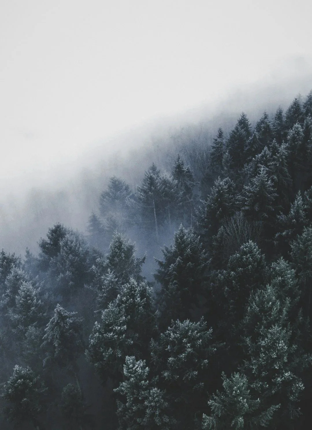 mist and pine trees from above
