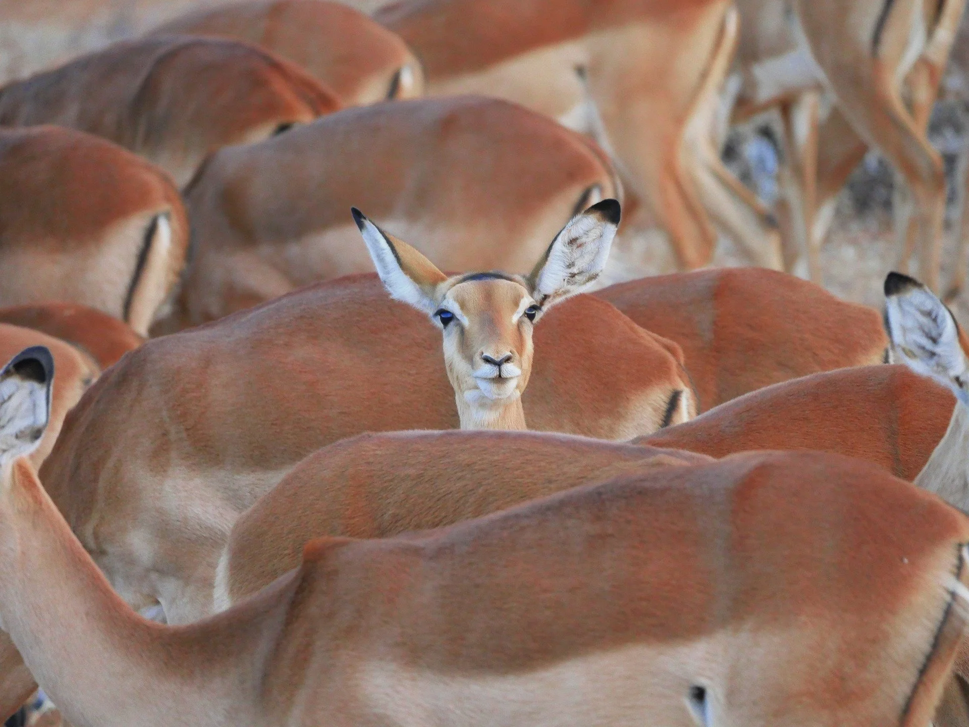 impala in a herd, listening