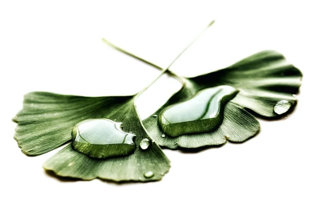 Close-up of green ginkgo leaf with water droplets on it, on a white background.