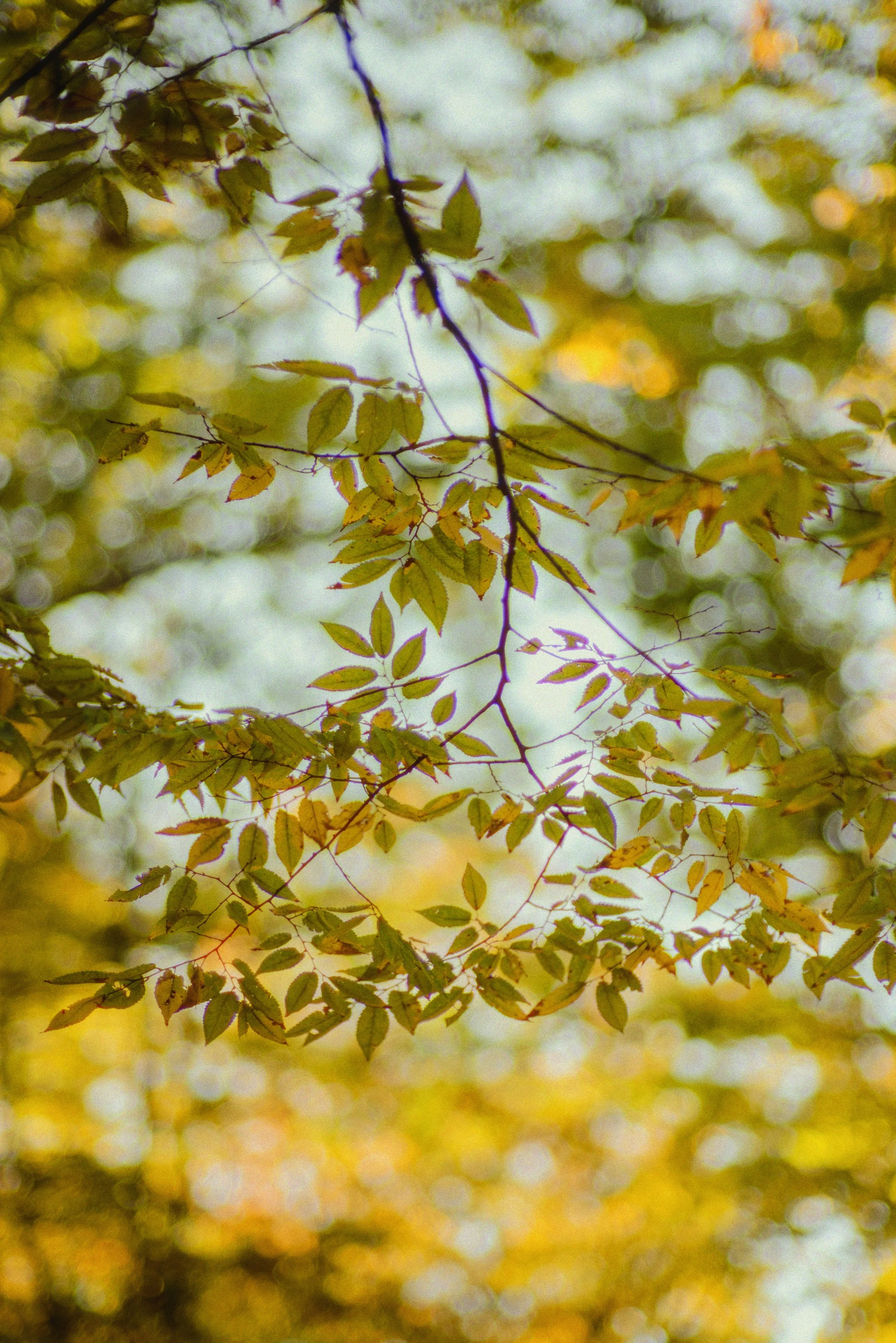 Close-up of tree branches with yellow leaves, blurred background with yellow and green hues.